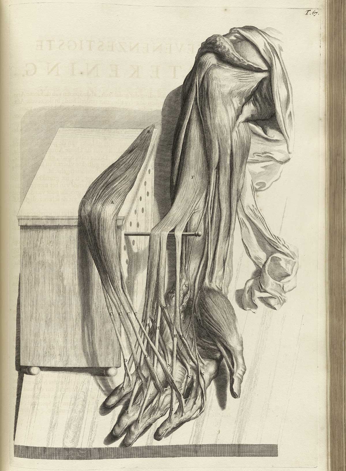 Engraving of a dissected hand with muscles and sinews of the front forearm and palm separated for a detailed view; the forearm and had are laying in a downward direction and leaning against a wooden box; from Govard Bidloo’s Ontleding Des Menschelyken Lichaams, Amsterdam, 1690, NLM Call no. WZ 250 B5855anDu 1690.