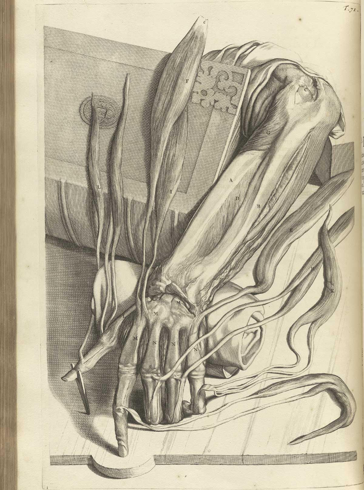 Engraving of a dissected hand with muscles and sinews of the back of the forearm and hand separated with dissecting tools for a detailed view; the forearm and had are laying in a downward direction and pinned to a wooden board; from Govard Bidloo’s Ontleding Des Menschelyken Lichaams, Amsterdam, 1690, NLM Call no. WZ 250 B5855anDu 1690.