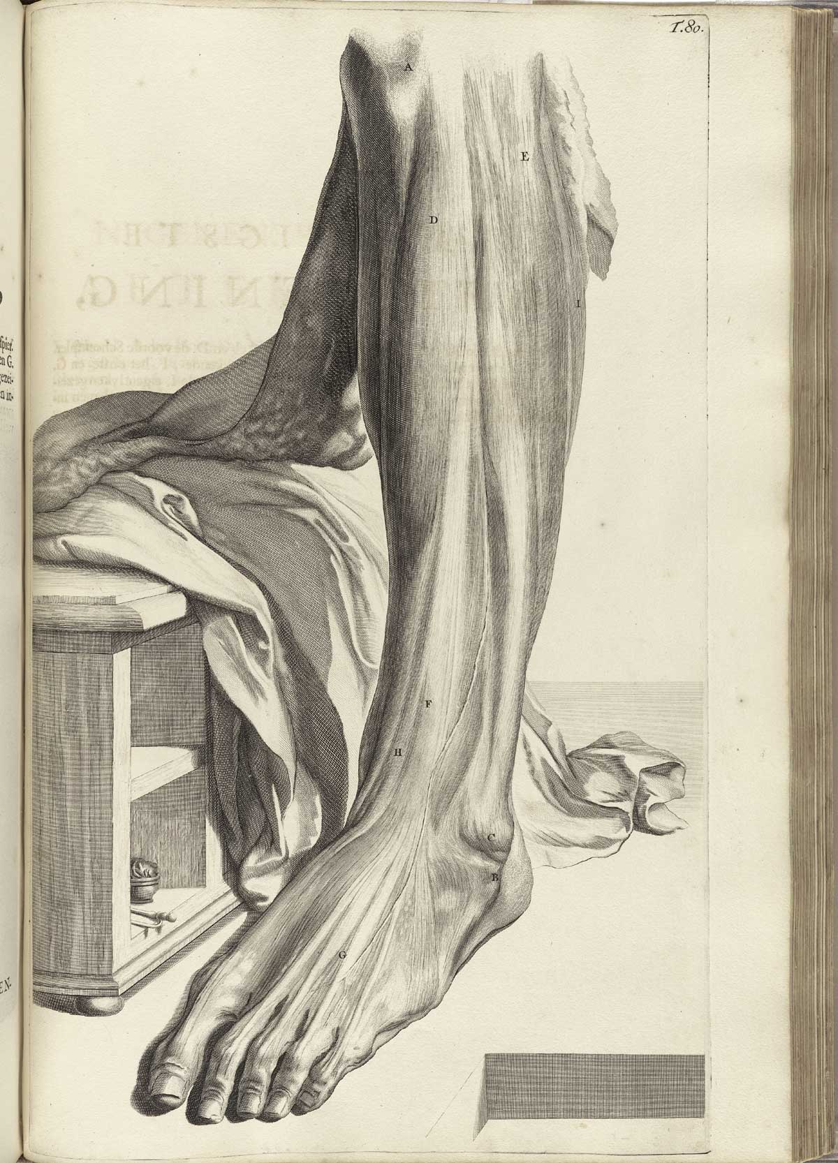 Engraving of a dissected foot and shin with muscles and sinews of the front of the shin and top of the foot separated for a detailed view; leg and foot are presented as if the subject is standing with a draped sheet and wooden box just to the left; from Govard Bidloo’s Ontleding Des Menschelyken Lichaams, Amsterdam, 1690, NLM Call no. WZ 250 B5855anDu 1690.