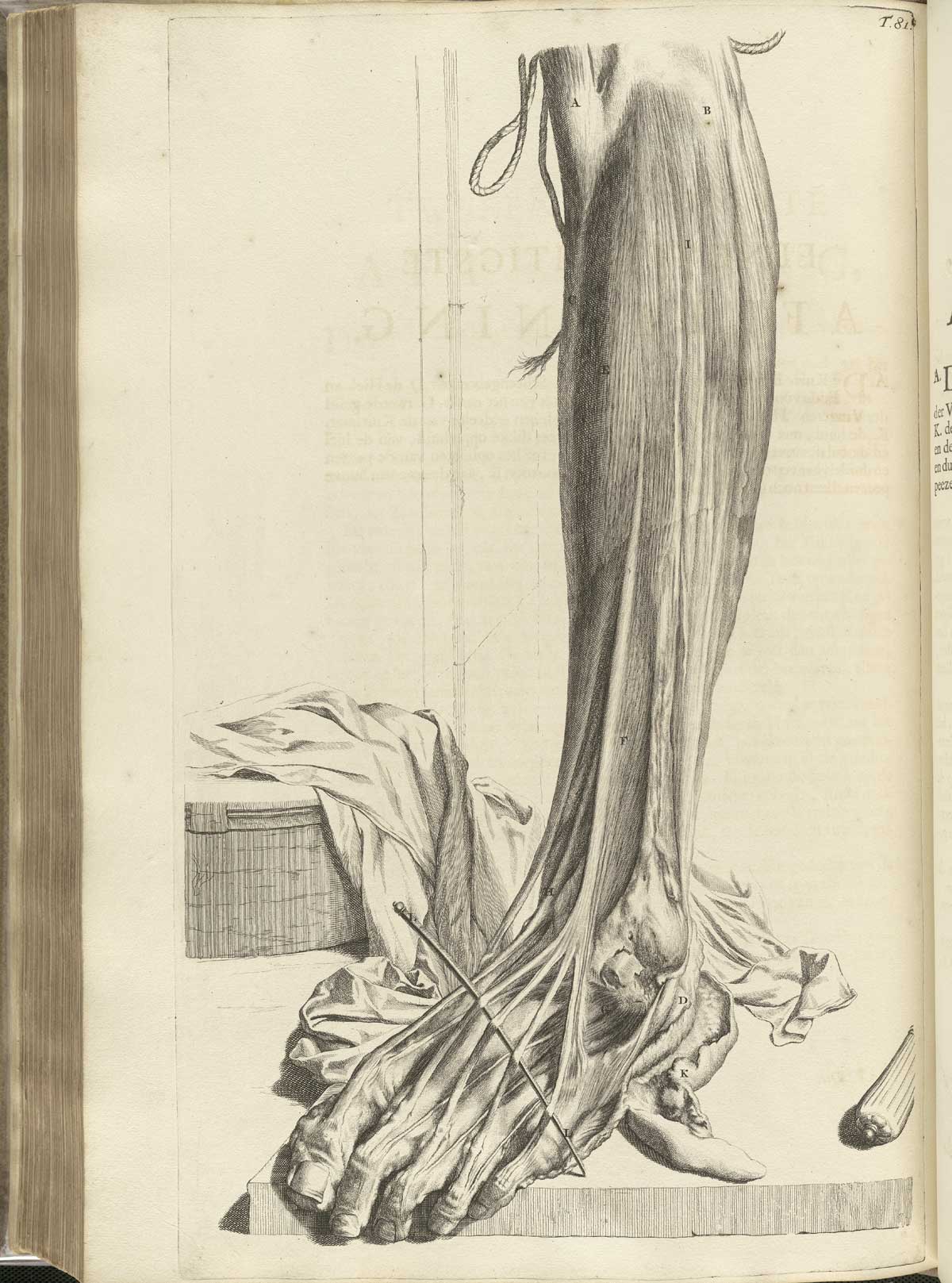 Engraving of a dissected foot and shin with muscles and sinews of the front of the shin and top of the foot separated by dissecting instruments for a detailed view; leg and foot are presented as if the subject is standing with a draped sheet behind it and tools affixing the flesh to a wooden board underneath; from Govard Bidloo’s Ontleding Des Menschelyken Lichaams, Amsterdam, 1690, NLM Call no. WZ 250 B5855anDu 1690.