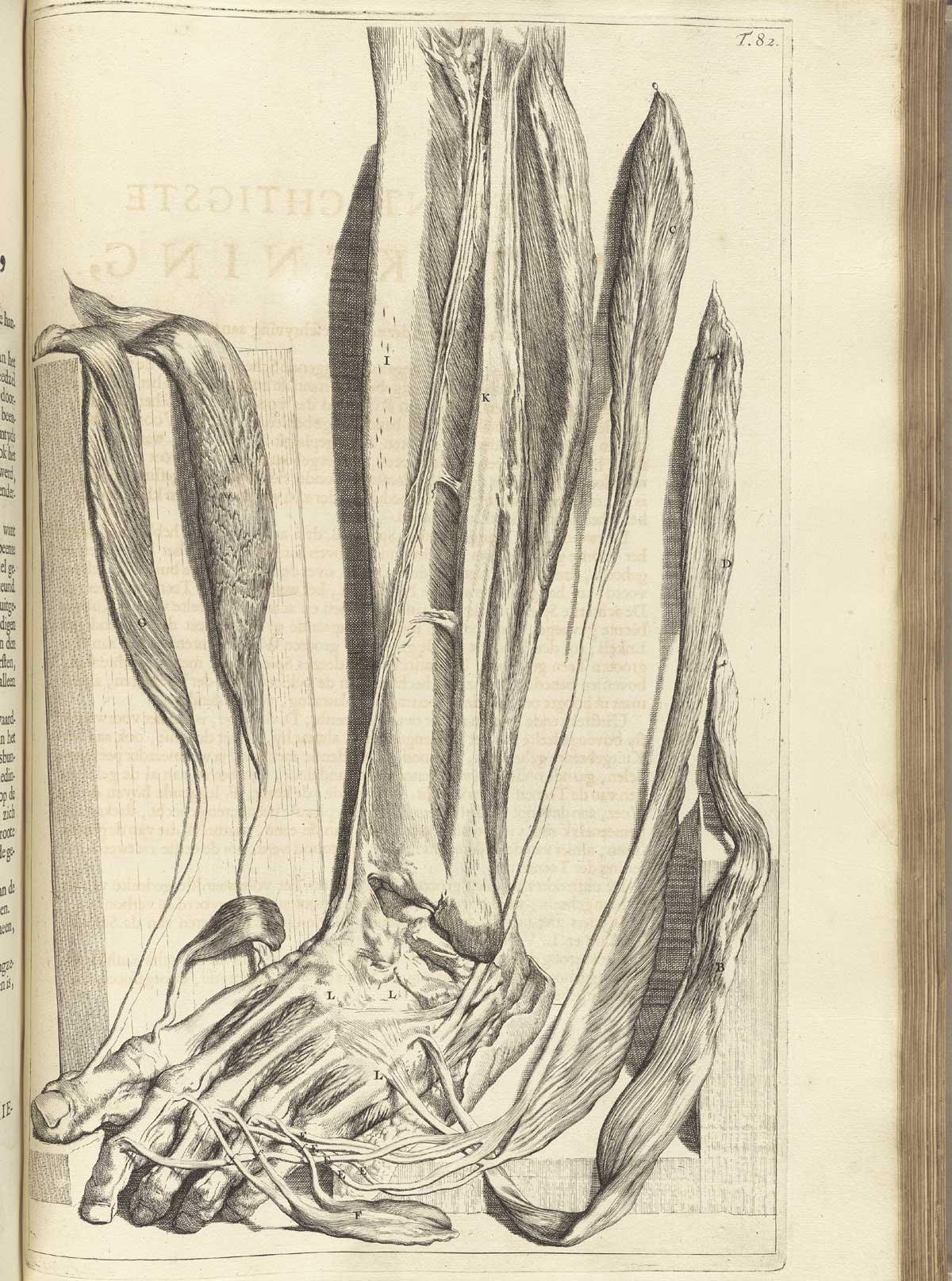 Engraving of a dissected foot and shin with muscles and sinews of the front of the shin and top of the foot separated by dissecting instruments for a detailed view; leg and foot are presented as if the subject is standing with a tools affixing the flesh to a wooden board underneath and to right and left; from Govard Bidloo’s Ontleding Des Menschelyken Lichaams, Amsterdam, 1690, NLM Call no. WZ 250 B5855anDu 1690.