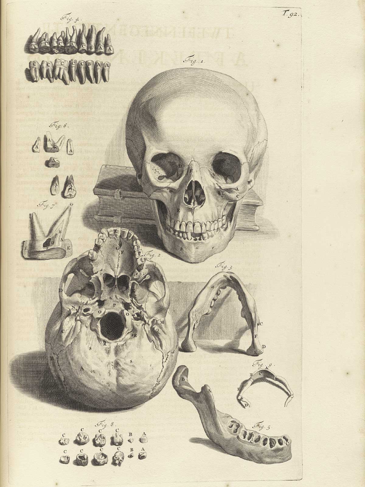 Engraving of two skulls with jaw bone fragments and teeth separated; the first skull above is complete including the mandible and teeth, facing the viewer leaning on a closed book behind it; the second skull below is upside down and lacking the mandible with a view of the foramen magnum, parietal bone, and hard palate; to the bottom right are two views of a detatched mandible and a hyoid bone; at the bottom left are ten small bones from the inner ear; in the upper left of the image are 16 teeth with their roots laid out in order from molars to incisors; from Govard Bidloo’s Ontleding Des Menschelyken Lichaams, Amsterdam, 1690, NLM Call no. WZ 250 B5855anDu 1690.