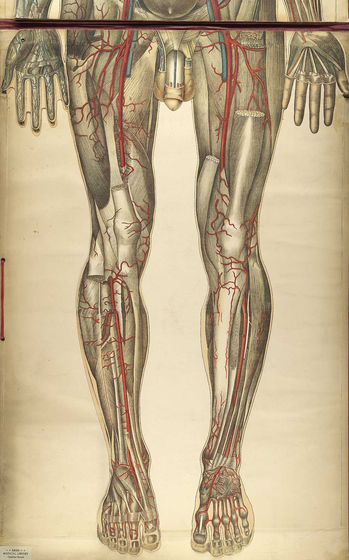 Chromolithograph showing the arterial and venous of the lower half of the front of the human body, from Julien Bouglé’s Le corps humain en grandeur naturelle, NLM Call no. WE B758c 1899.