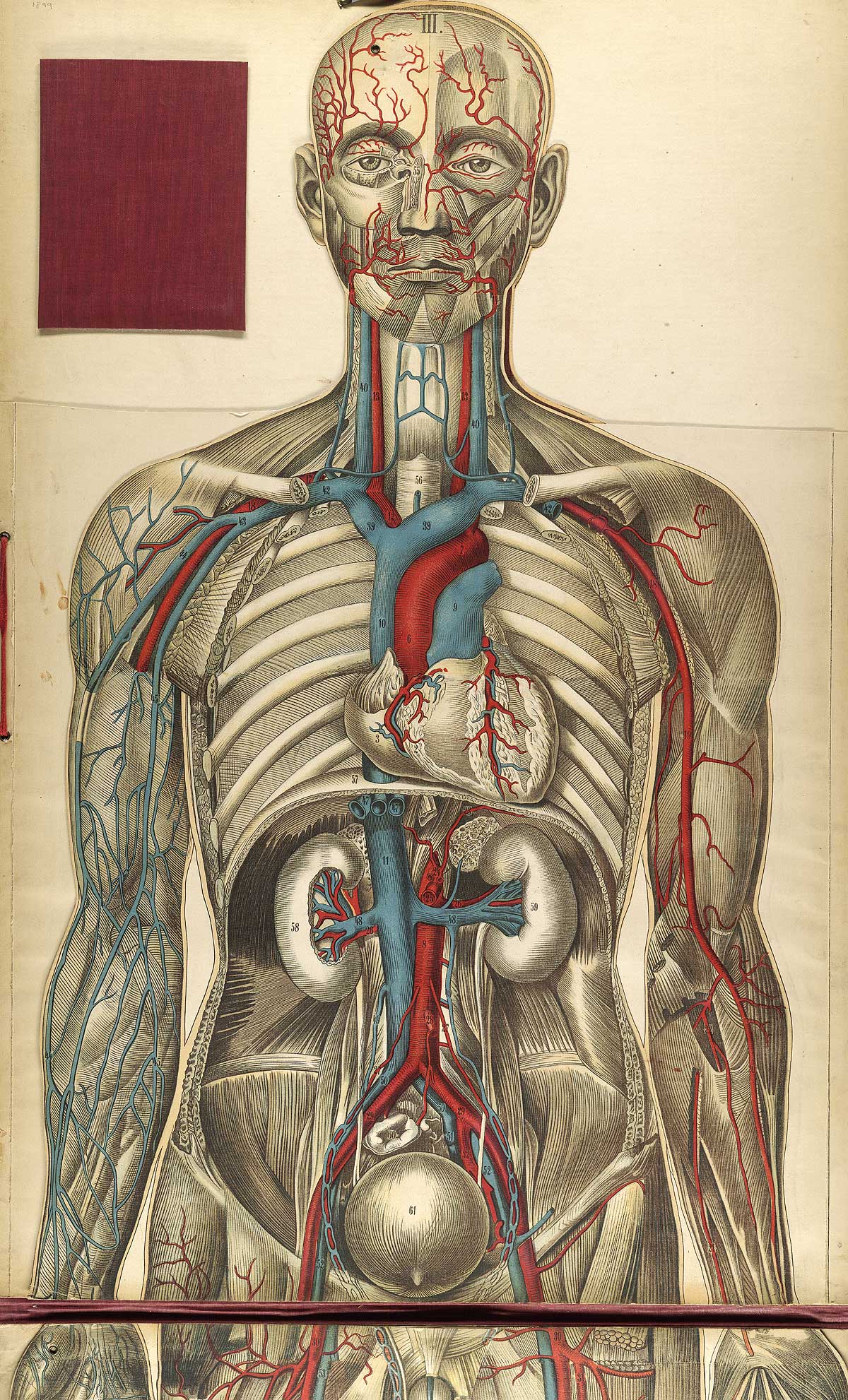 Chromolithograph showing the arterial and venous of the upper half of the front of the human body, from Julien Bouglé’s Le corps humain en grandeur naturelle, NLM Call no. WE B758c 1899.