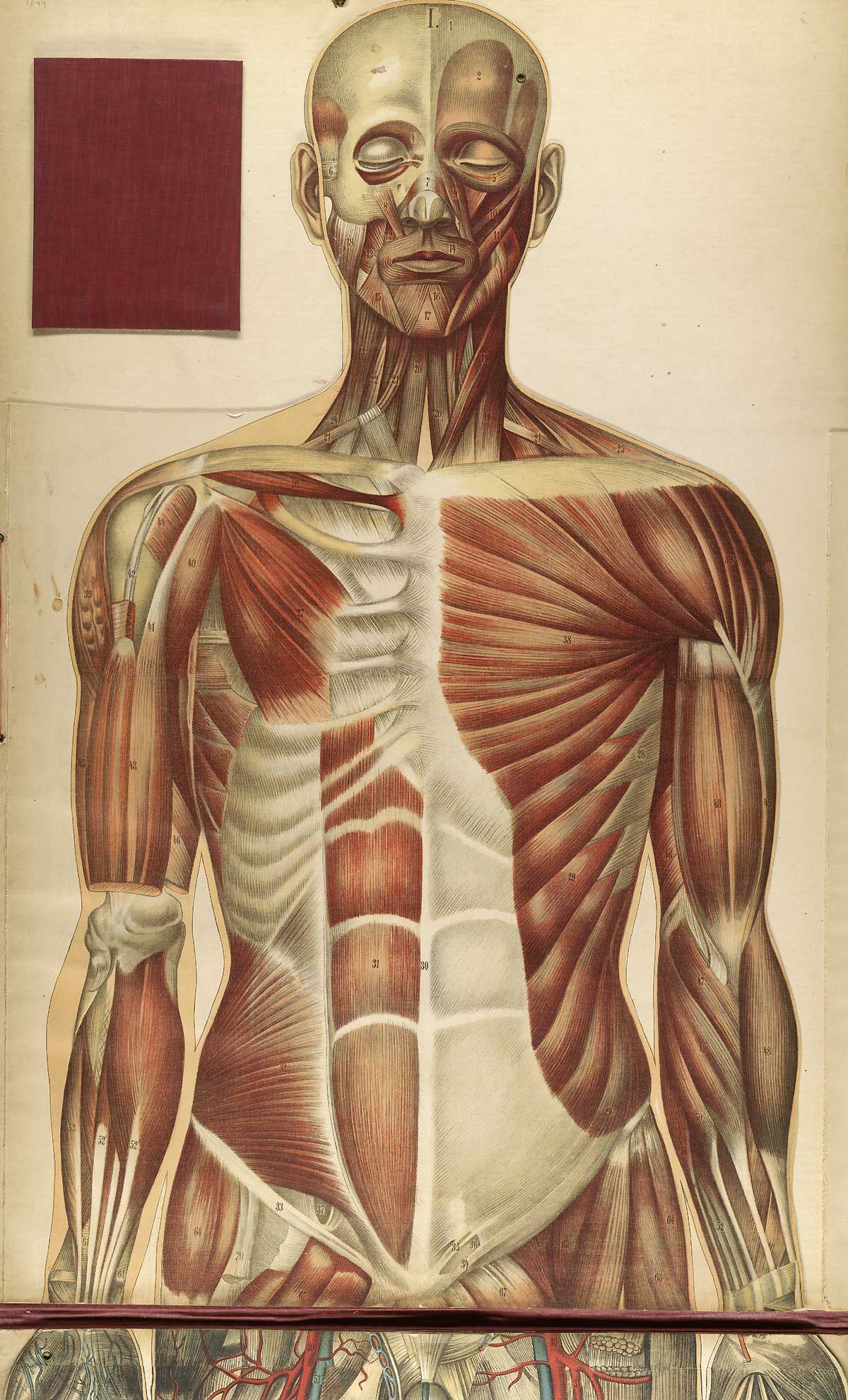 Chromolithograph showing the musculature of the upper half of the front of the human body, from Julien Bouglé’s Le corps humain en grandeur naturelle, NLM Call no. WE B758c 1899.