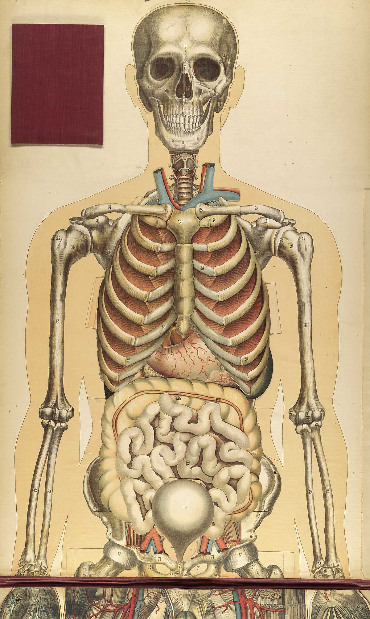 Chromolithograph showing the skeleton and internal organs of the upper half of the front of the human body, including the liver, intestines, lungs, and bladder, from Julien Bouglé’s Le corps humain en grandeur naturelle, NLM Call no. WE B758c 1899.
