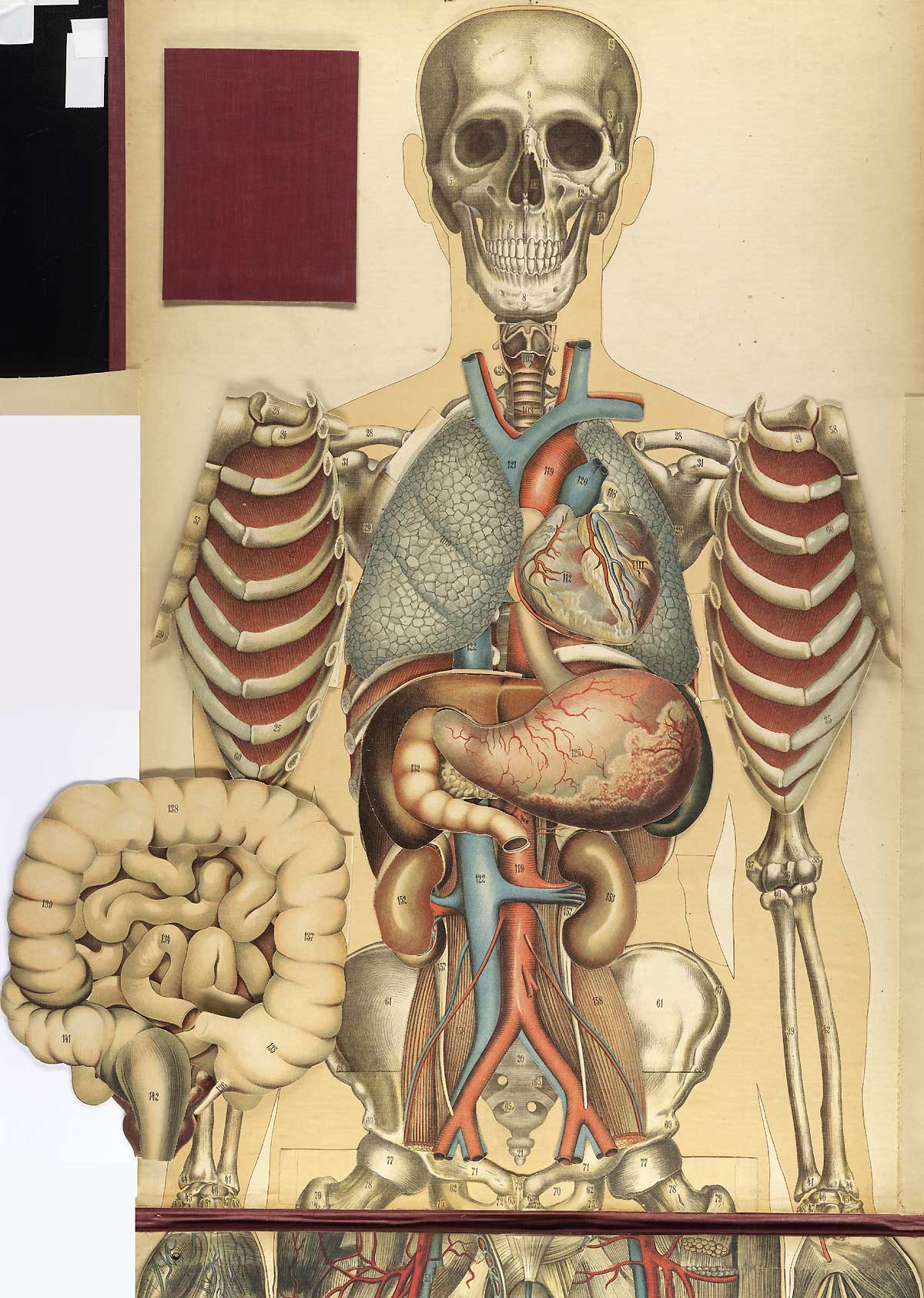 Chromolithograph showing the internal organs of the upper half of the front of the human body, including the stomach, intestines, lungs, heart, and kidneys, from Julien Bouglé’s Le corps humain en grandeur naturelle, NLM Call no. WE B758c 1899.