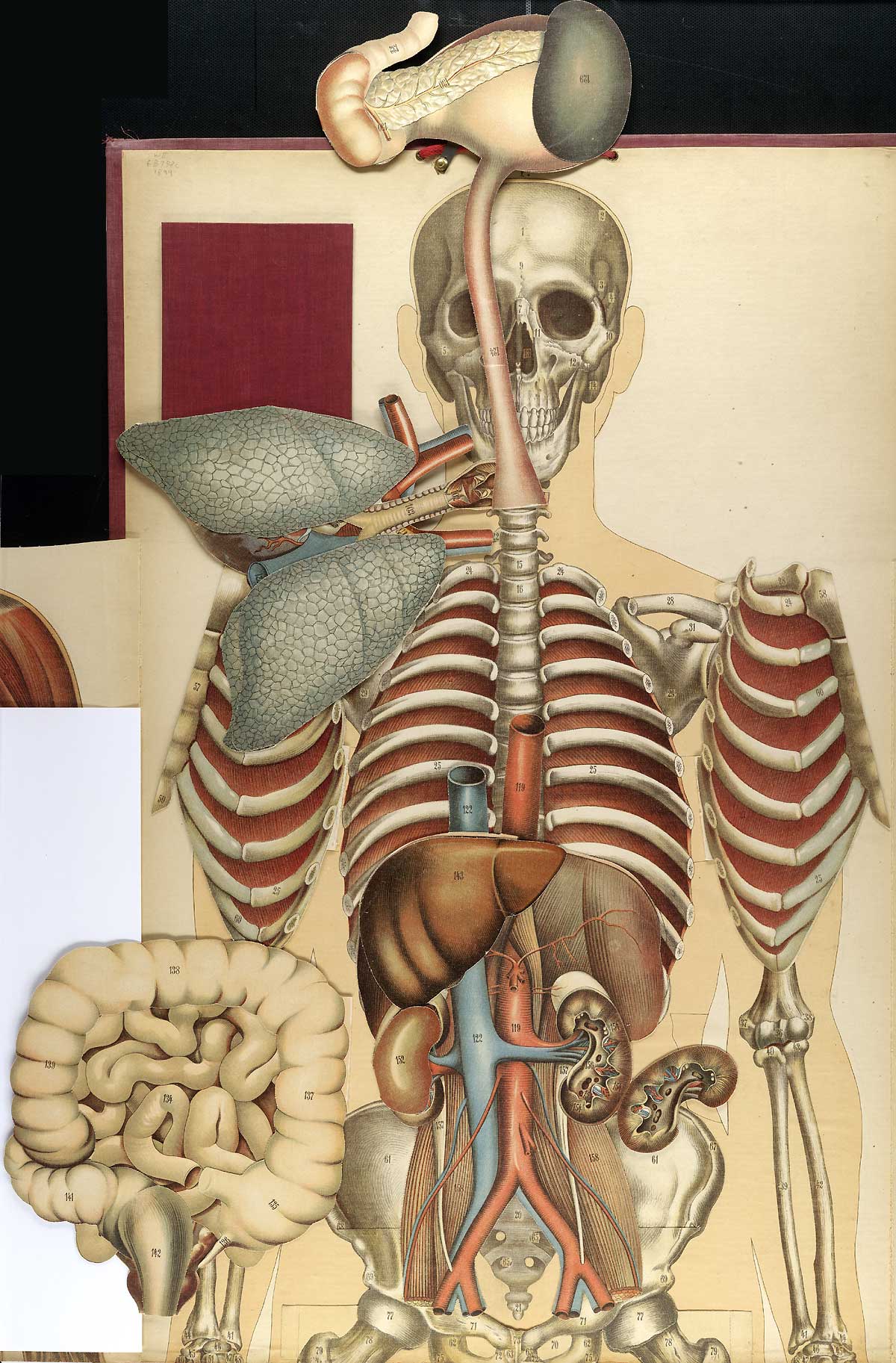 Chromolithograph showing the internal organs of the upper half of the front of the human body, including the stomach, intestines, lungs, heart, liver, and kidneys, from Julien Bouglé’s Le corps humain en grandeur naturelle, NLM Call no. WE B758c 1899.