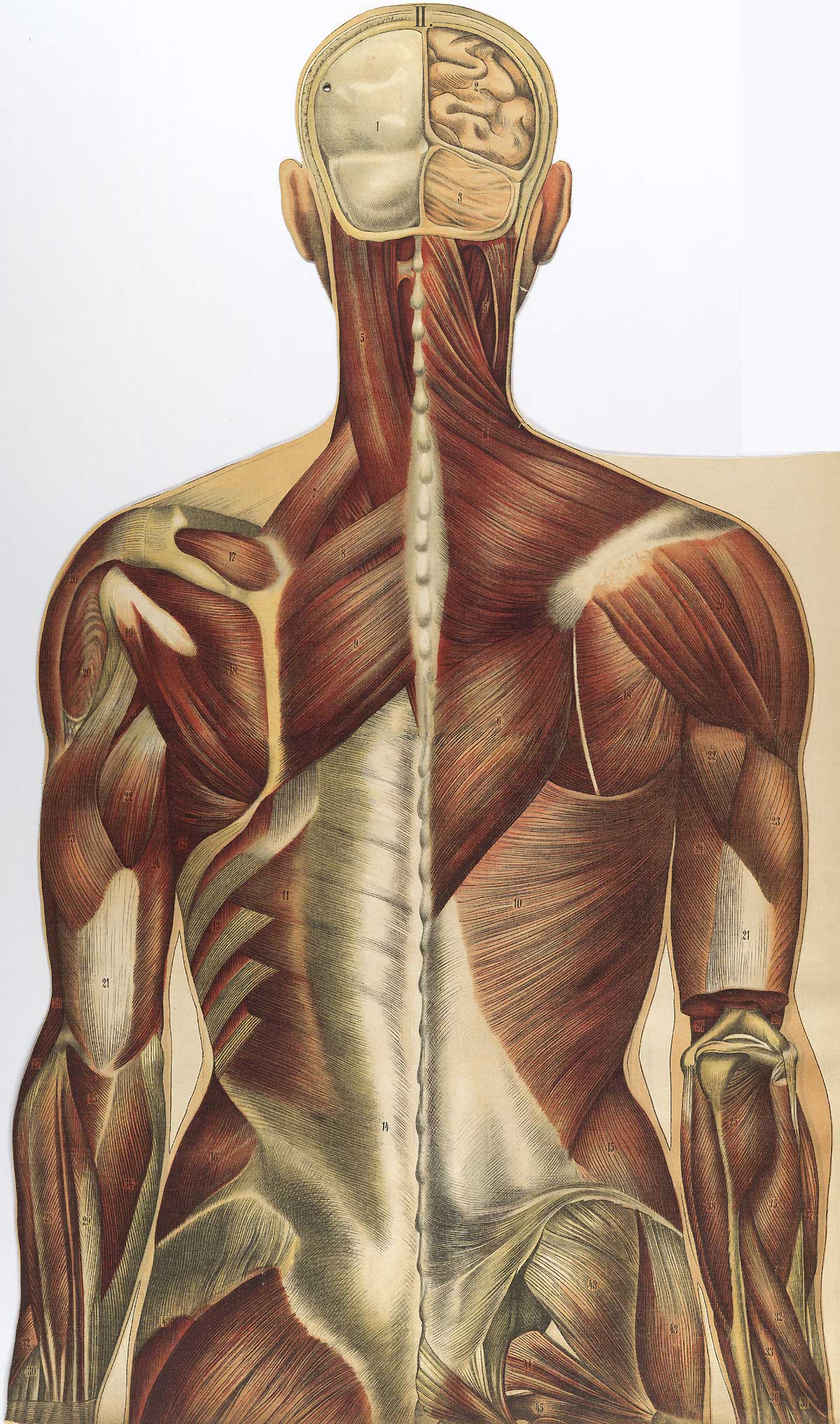Chromolithograph showing the musculature of the upper half of the back of the human body.