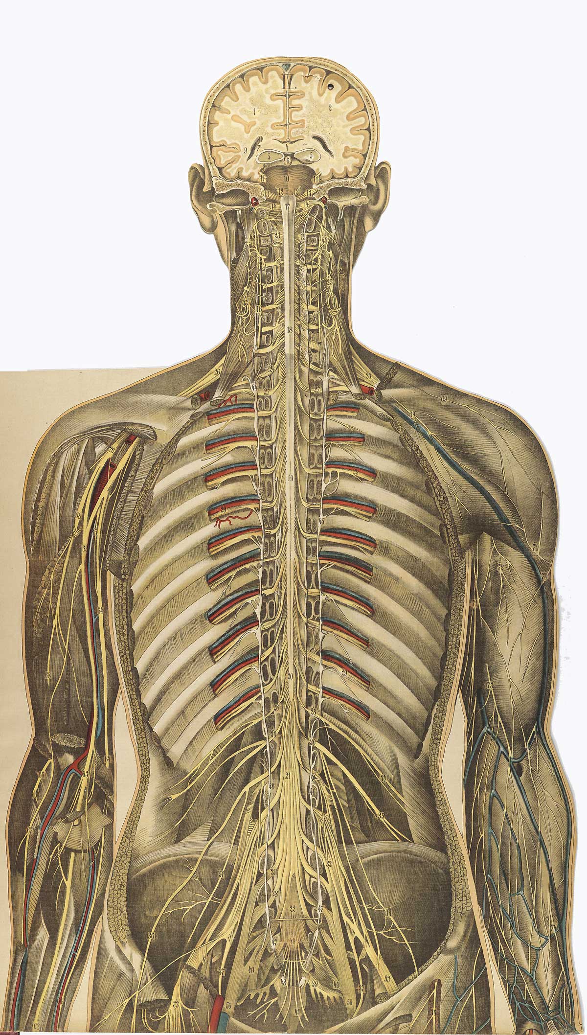 Chromolithograph showing the arterial and venous of the upper half of the back of the human body, from Julien Bouglé’s Le corps humain en grandeur naturelle, NLM Call no. WE B758c 1899.
