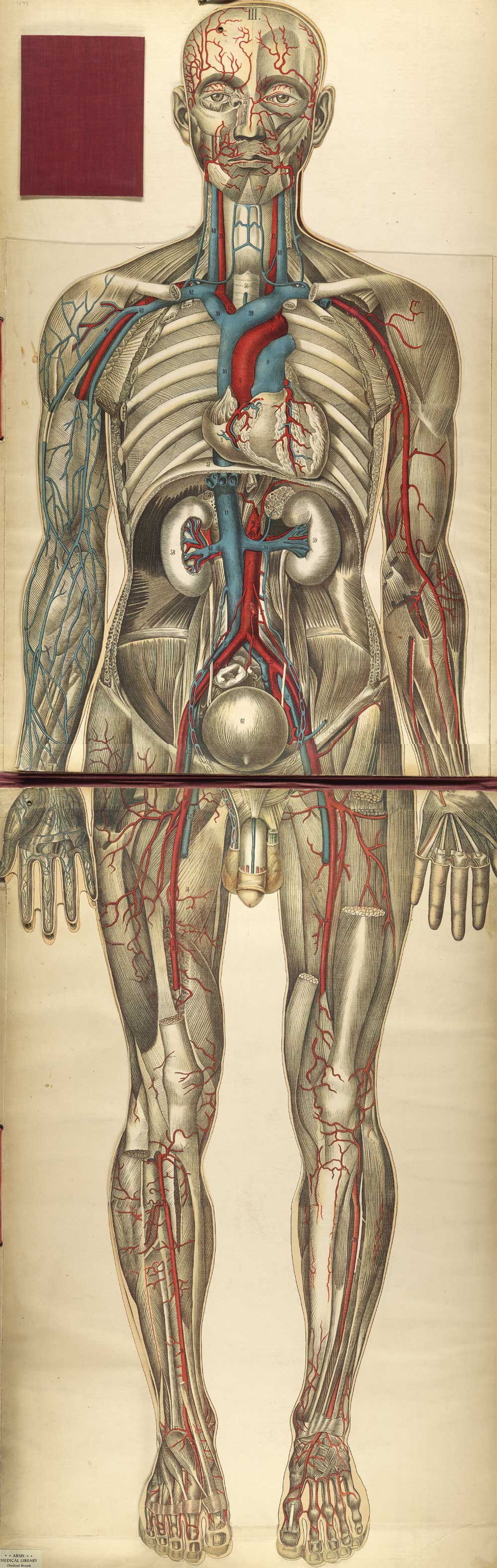 Chromolithograph showing the arterial and venous of the front of the human body, from Julien Bouglé’s Le corps humain en grandeur naturelle, NLM Call no. WE B758c 1899.