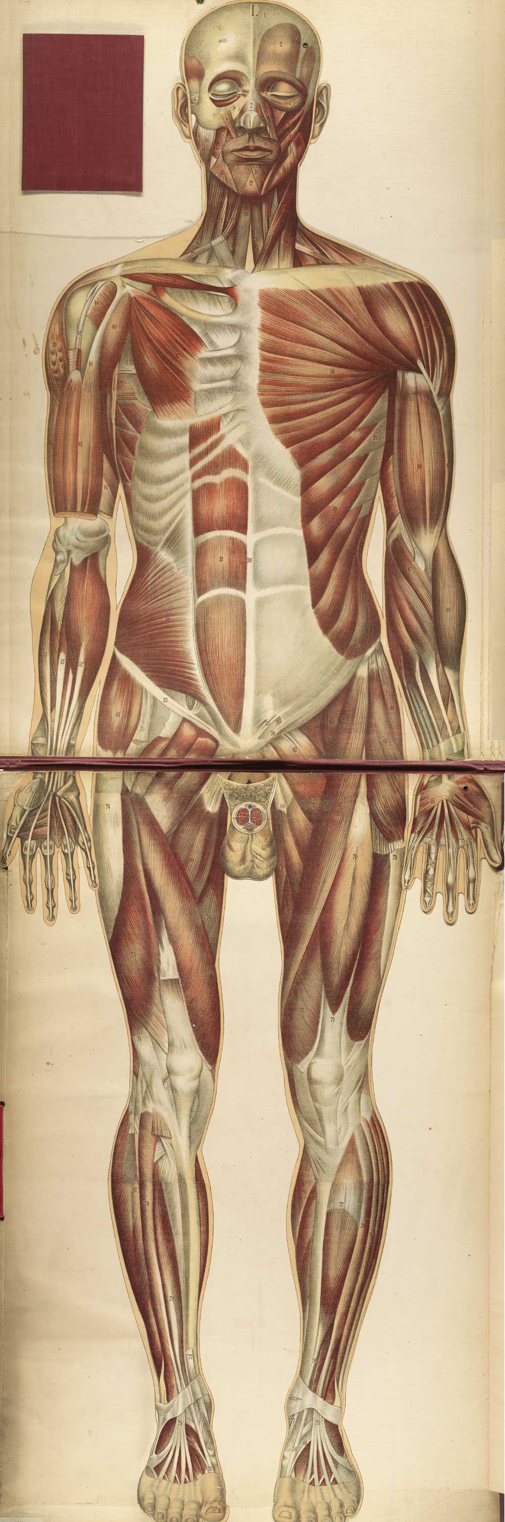 Chromolithograph showing the musculature of the front of the human body, from Julien Bouglé’s Le corps humain en grandeur naturelle, NLM Call no. WE B758c 1899.