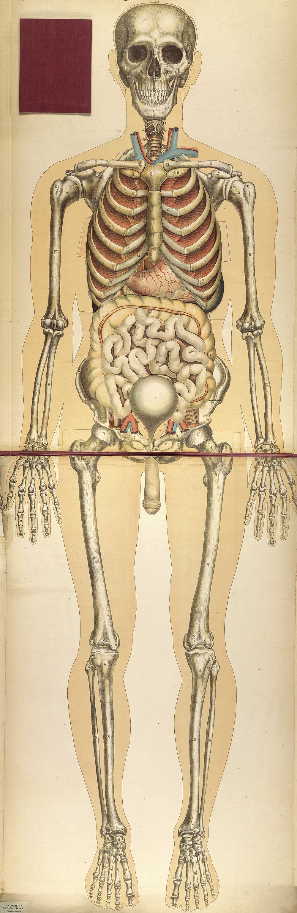 Chromolithograph showing the skeleton and internal organs of the human body, including the liver, intestines, lungs, and bladder, from Julien Bouglé’s Le corps humain en grandeur naturelle, NLM Call no. WE B758c 1899.