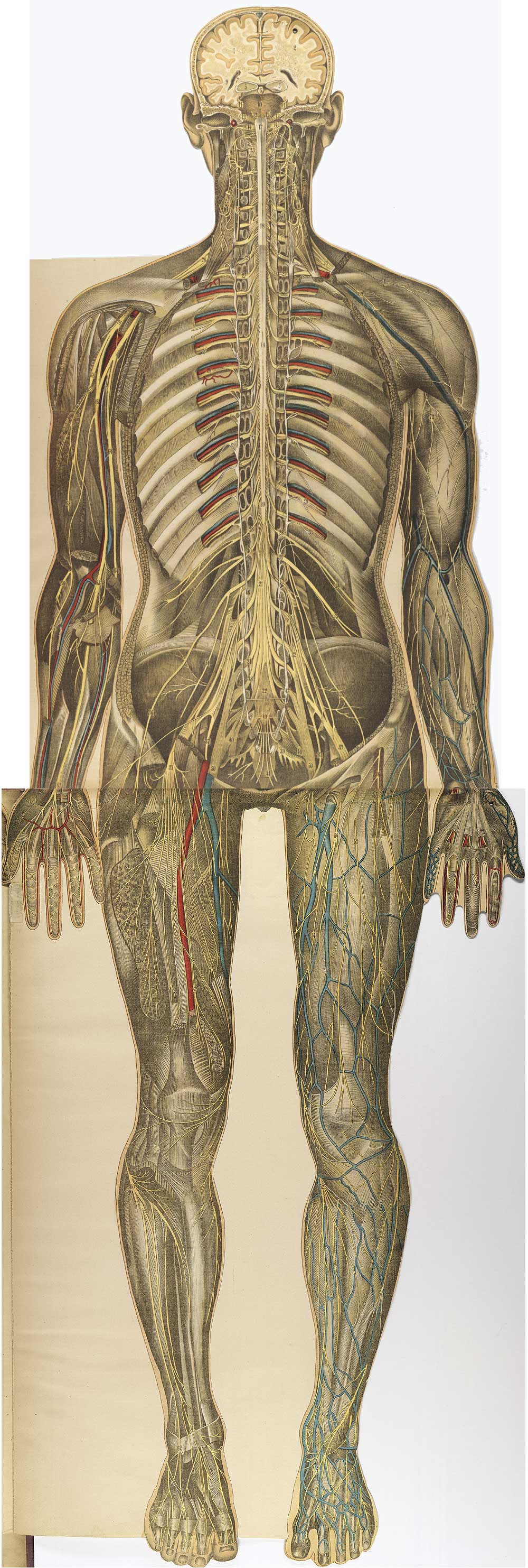 Chromolithograph showing the arterial and venous of the back of the human body, from Julien Bouglé’s Le corps humain en grandeur naturelle, NLM Call no. WE B758c 1899.