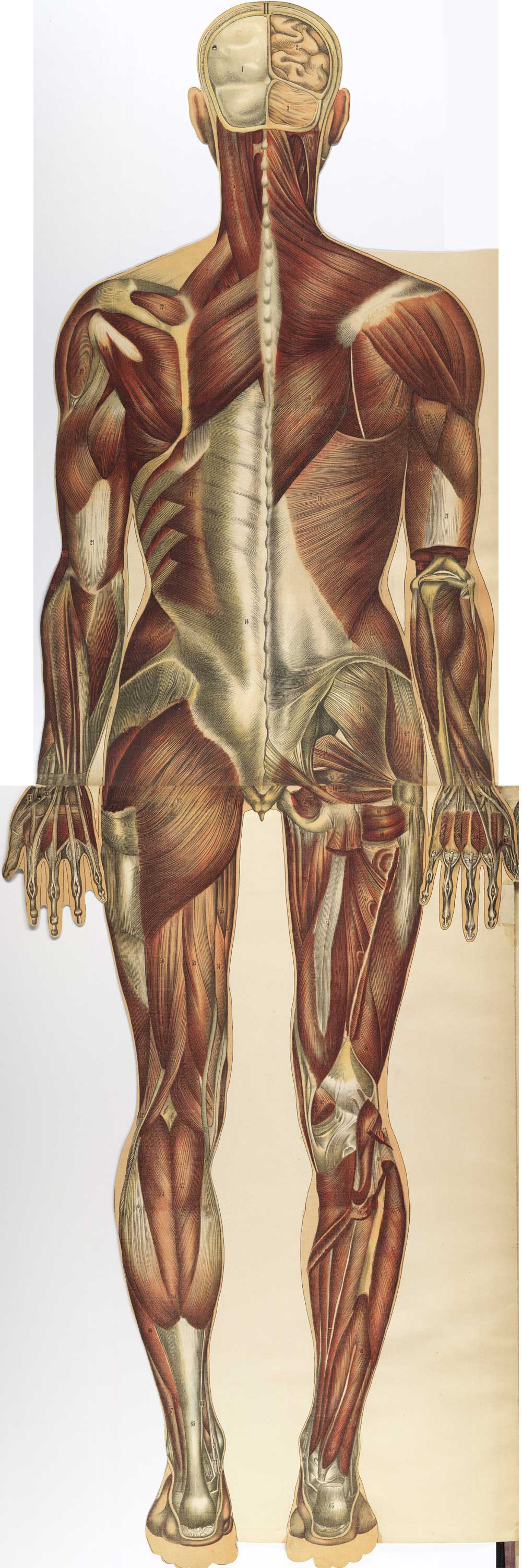 Chromolithograph showing the musculature of the back of the human body, from Julien Bouglé’s Le corps humain en grandeur naturelle, NLM Call no. WE B758c 1899.