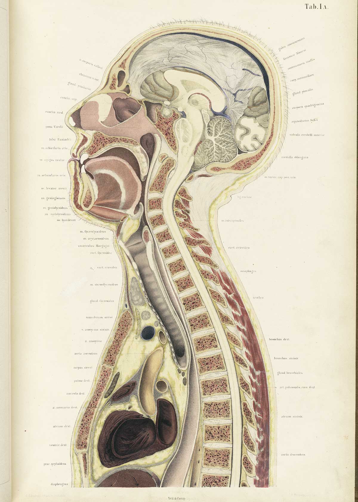 Chromolithograph of the cross-section of an adult male head and thorax of an individual facing to the left, exposing the brain, spinal column, moth, trachea, longs, heart and other organs and structures, from Wilhelm Braune’s Topographisch-anatomischer Atlas. Leipzig, 1867.