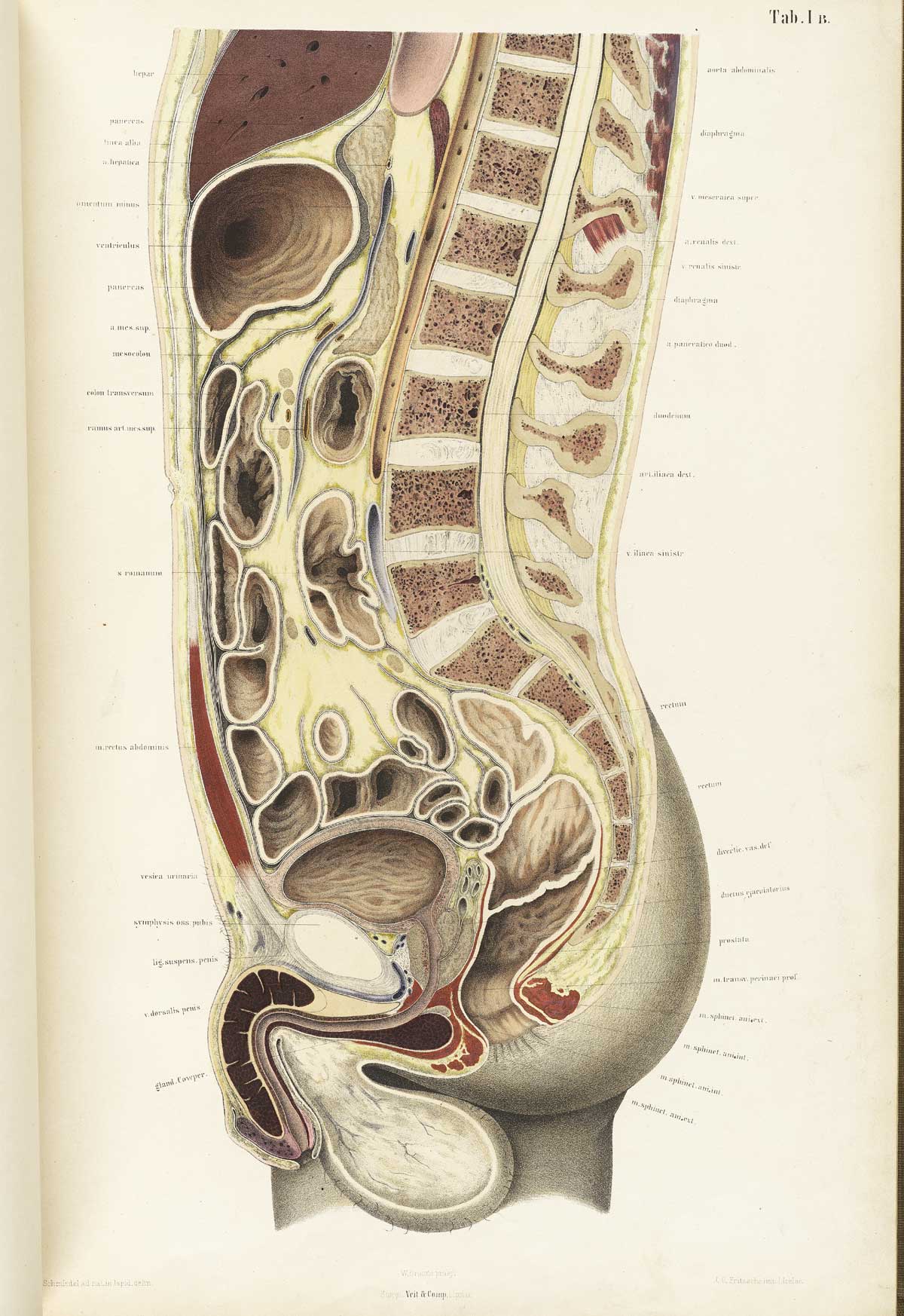 Chromolithograph of the cross-section of an adult male abdomen of an individual facing to the left, exposing the stomach, intestines, bladder, male reproductive system, and other organs and structures, from Wilhelm Braune’s Topographisch-anatomischer Atlas. Leipzig, 1867.