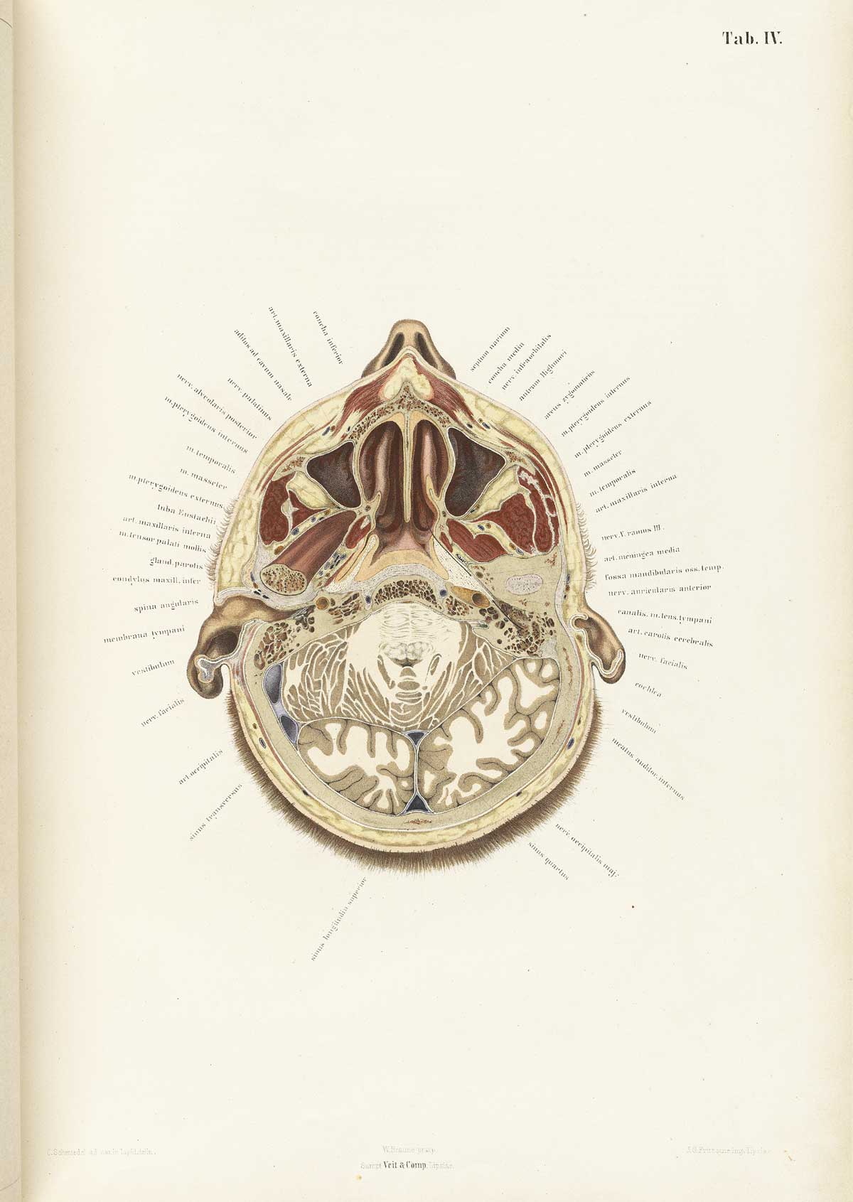 Chromolithograph of the cross section of a human head at the ears with the subject facing the top of the page and text labeling the different structures circling around the head like an aura, from Wilhelm Braune’s Topographisch-anatomischer Atlas. Leipzig, 1867.