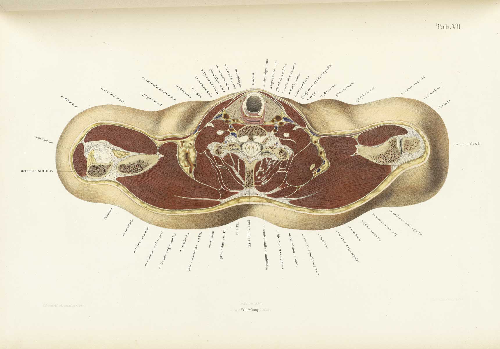 Chromolithograph of the cross section of a human thorax at the top of the shoulders with the subject facing the top of the page and text labeling the different structures circling around the body like an aura, from Wilhelm Braune’s Topographisch-anatomischer Atlas. Leipzig, 1867.