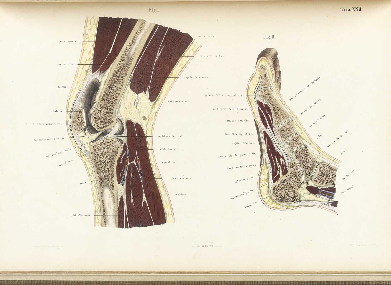 Chromolithograph of cross-sections of the knee on the left and the foot on the right, showing the bones, muscles, cartilage and other structures, from Wilhelm Braune’s Topographisch-anatomischer Atlas. Leipzig, 1867.