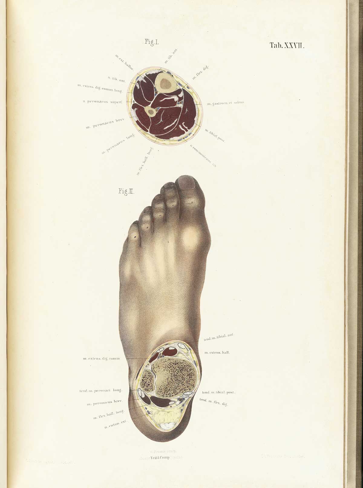 Chromolithograph cross-sections of the foot (sliced at the ankle) and the lower shin, showing the muscles, bones, and other structures, from Wilhelm Braune’s Topographisch-anatomischer Atlas. Leipzig, 1867.