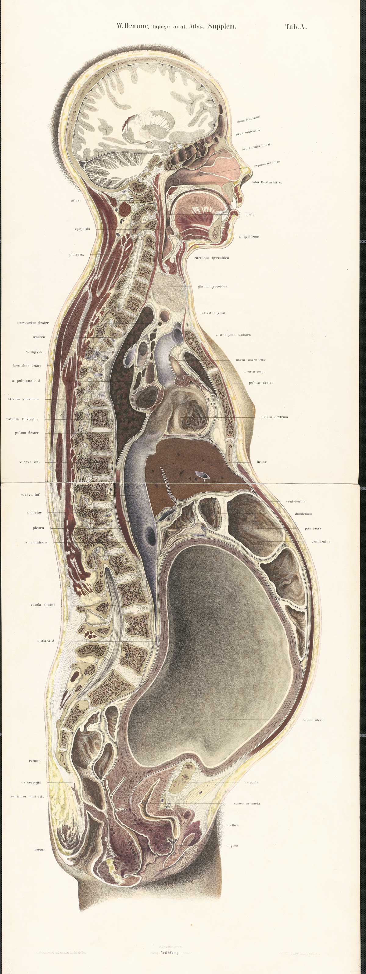 Chromolithograph of pregnant female body cross-section with the subject facing to the right, showing all structures and internal organs of the head, thorax, and abdomen, including empty womb nearly to term, from Wilhelm Braune’s Die Lage des Uterus und Foetus Ende der Schwangerschaft, nach durchschnitten an Gefrornen Cadavern, Leipzig, 1872.