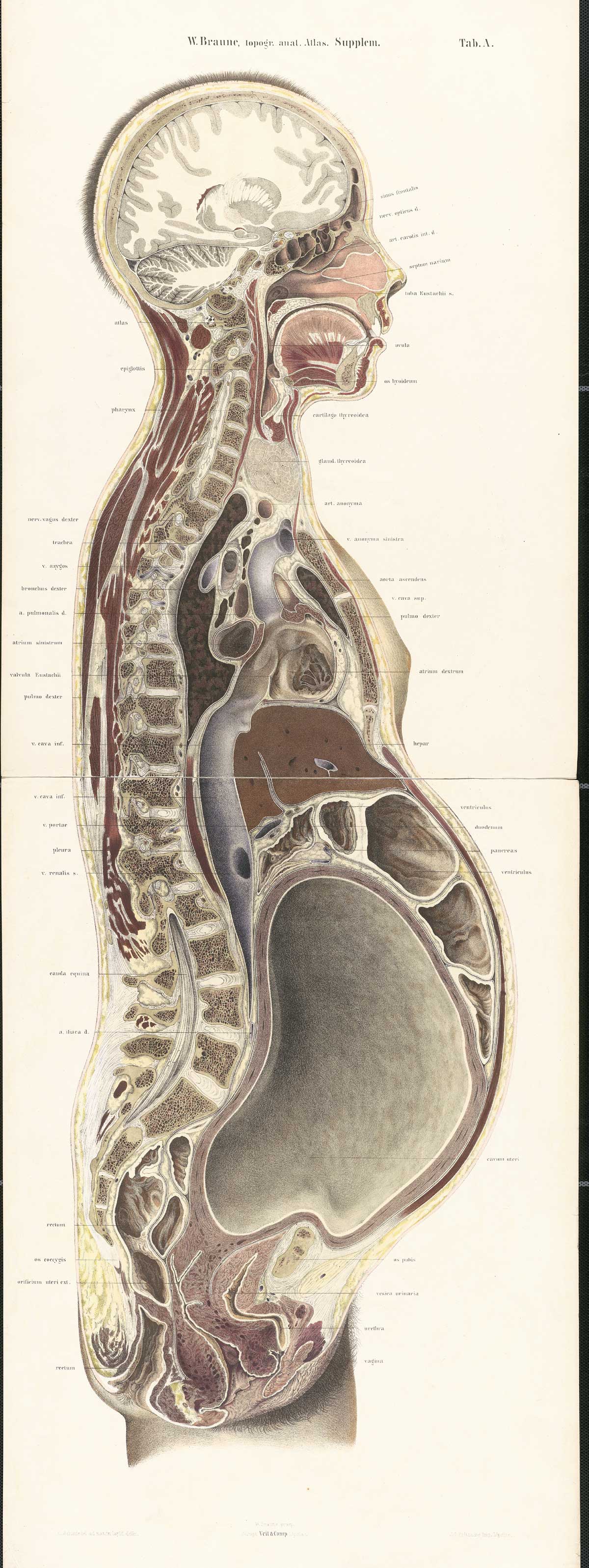 Historical Anatomies on the Web: Wilhelm Braune Home