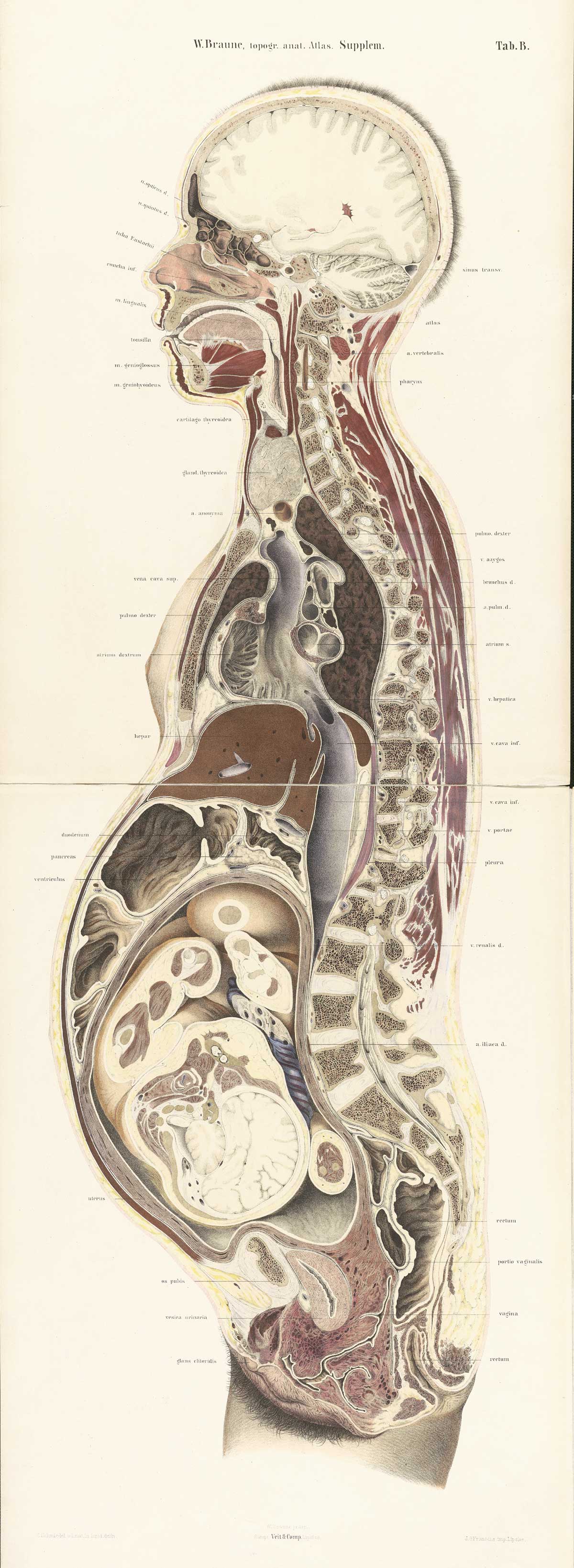 Chromolithograph of pregnant female body cross-section with the subject facing to the left, showing all structures and internal organs of the head, thorax, and abdomen, including fetus in womb nearly to term also in cross section, from Wilhelm Braune’s Die Lage des Uterus und Foetus Ende der Schwangerschaft, nach durchschnitten an Gefrornen Cadavern, Leipzig, 1872.