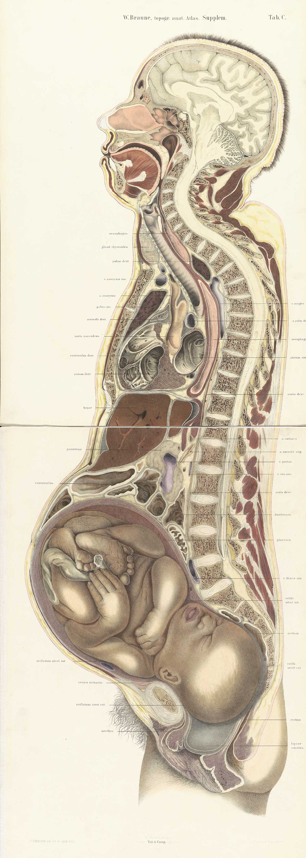 Chromolithograph of pregnant female body cross-section with the subject facing to the left, showing all structures and internal organs of the head, thorax, and abdomen, including fetus in womb nearly to term, from Wilhelm Braune’s Die Lage des Uterus und Foetus Ende der Schwangerschaft, nach durchschnitten an Gefrornen Cadavern, Leipzig, 1872.