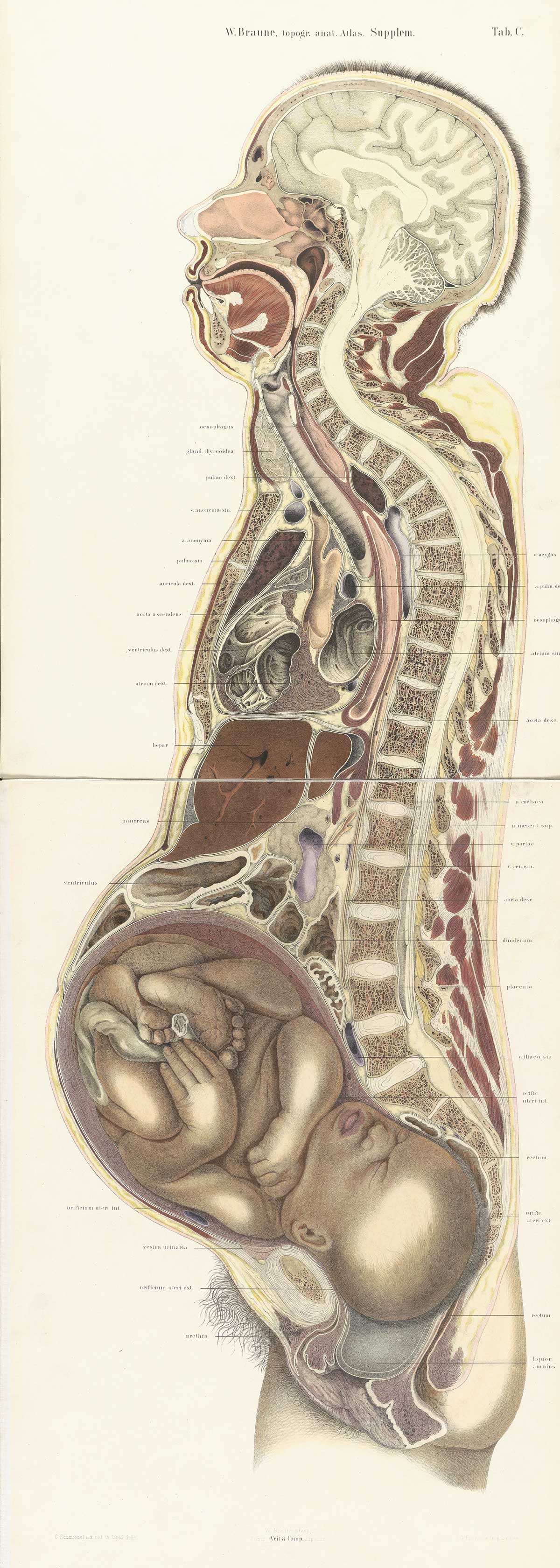 Historical Anatomies on the Web: Wilhelm Braune Home