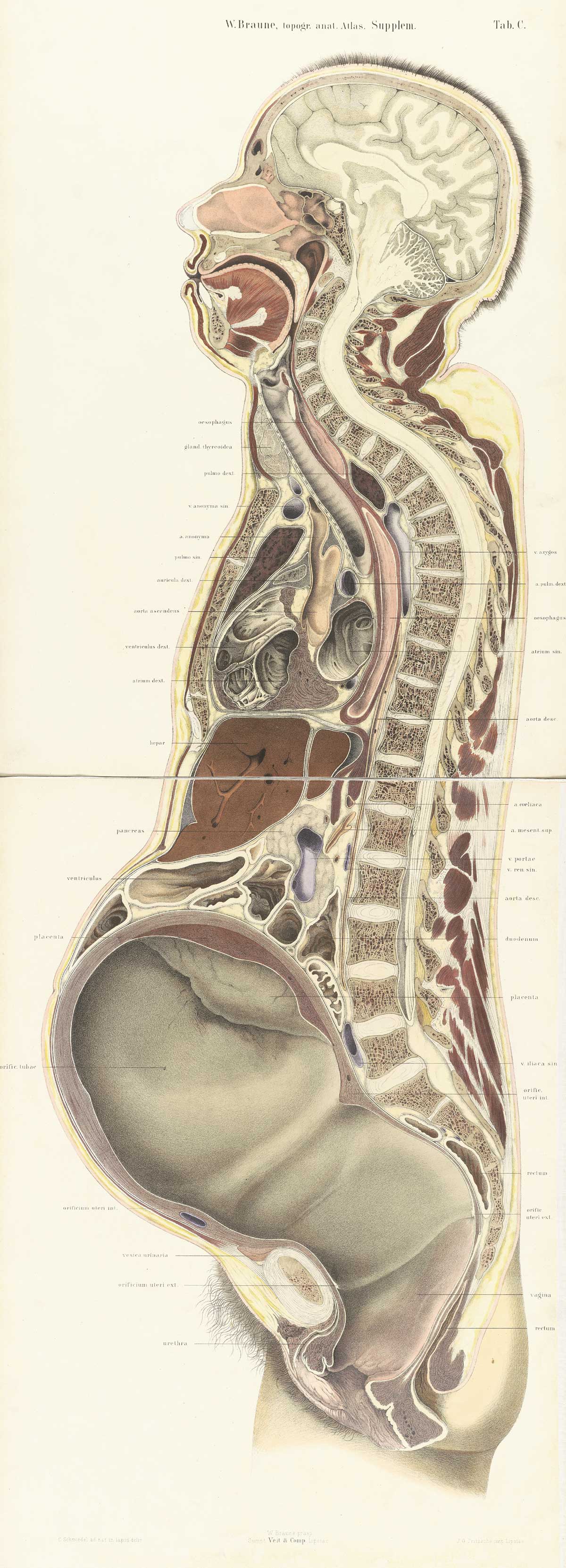 Chromolithograph of pregnant female body cross-section with the subject facing to the left, showing all structures and internal organs of the head, thorax, and abdomen, including empty womb nearly to term, from Wilhelm Braune’s Die Lage des Uterus und Foetus Ende der Schwangerschaft, nach durchschnitten an Gefrornen Cadavern, Leipzig, 1872.