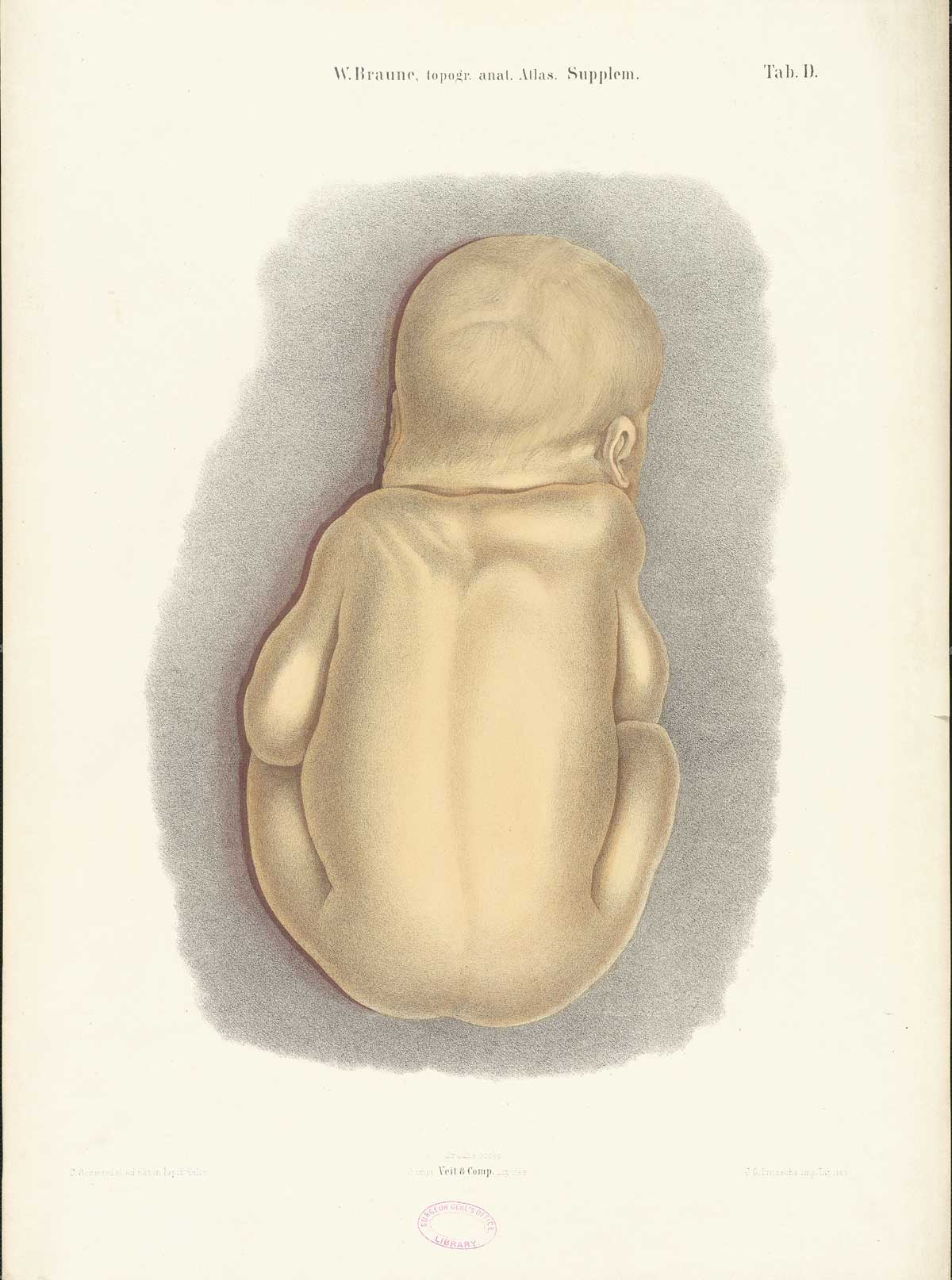 Chromolithograph of a fully developed fetus viewed from the back, from Wilhelm Braune’s Die Lage des Uterus und Foetus Ende der Schwangerschaft, nach durchschnitten an Gefrornen Cadavern, Leipzig, 1872.