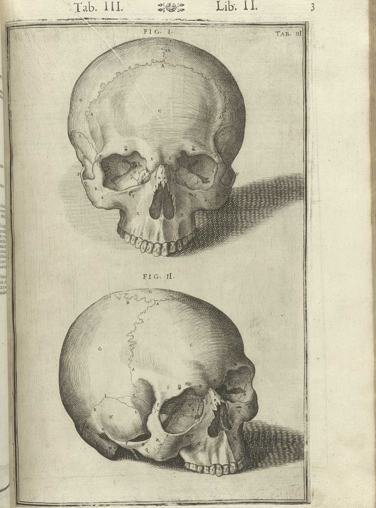 Engraving of two skulls lacking mandibles, the top facing directly at the viewer and the bottom one facing off to the right