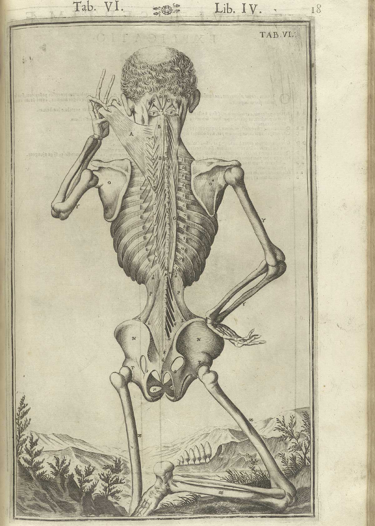 Engraving showing a standing skeleton with his back to the viewer, his left hand holding a muscle flap attached to the spine, in a pastoral setting with a valley beyond the figure in the background, from Adriaan van de Spiegel and Giulio Cassieri’s De humani corporis fabrica libri decem, Venice, 1627, NLM call no. WZ 250 S755dh 1627.