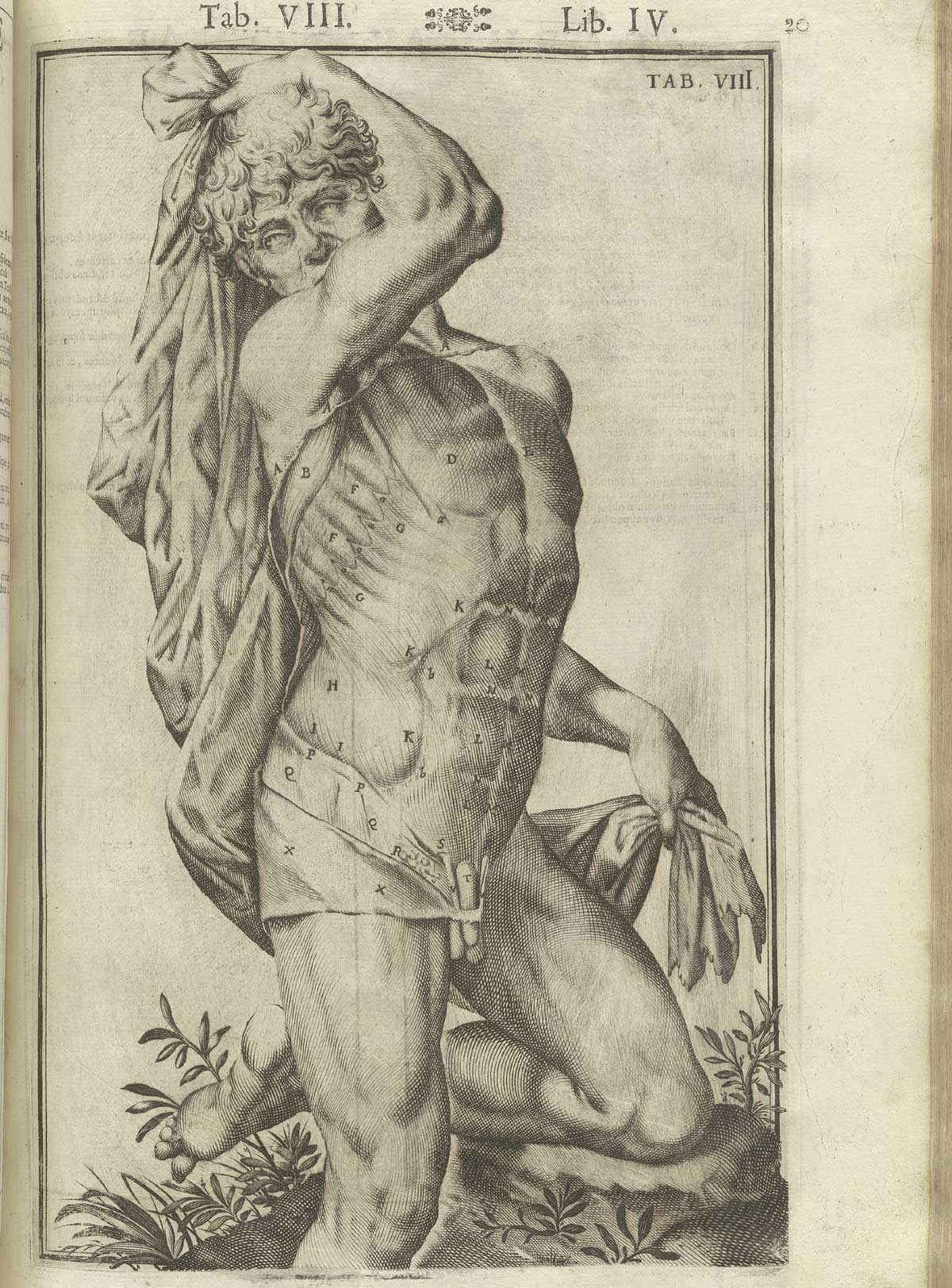 Engraving showing a nude male anatomical figure facing forward and to the right with flayed chest and abdomen revealing musculature beneath; the figure’s right arm is wrapped around his head draping a sheet behind him in a provocative fashion, and his left knee is bent and leaning on a tree stump; from Adriaan van de Spiegel and Giulio Cassieri’s De humani corporis fabrica libri decem, Venice, 1627, NLM call no. WZ 250 S755dh 1627.