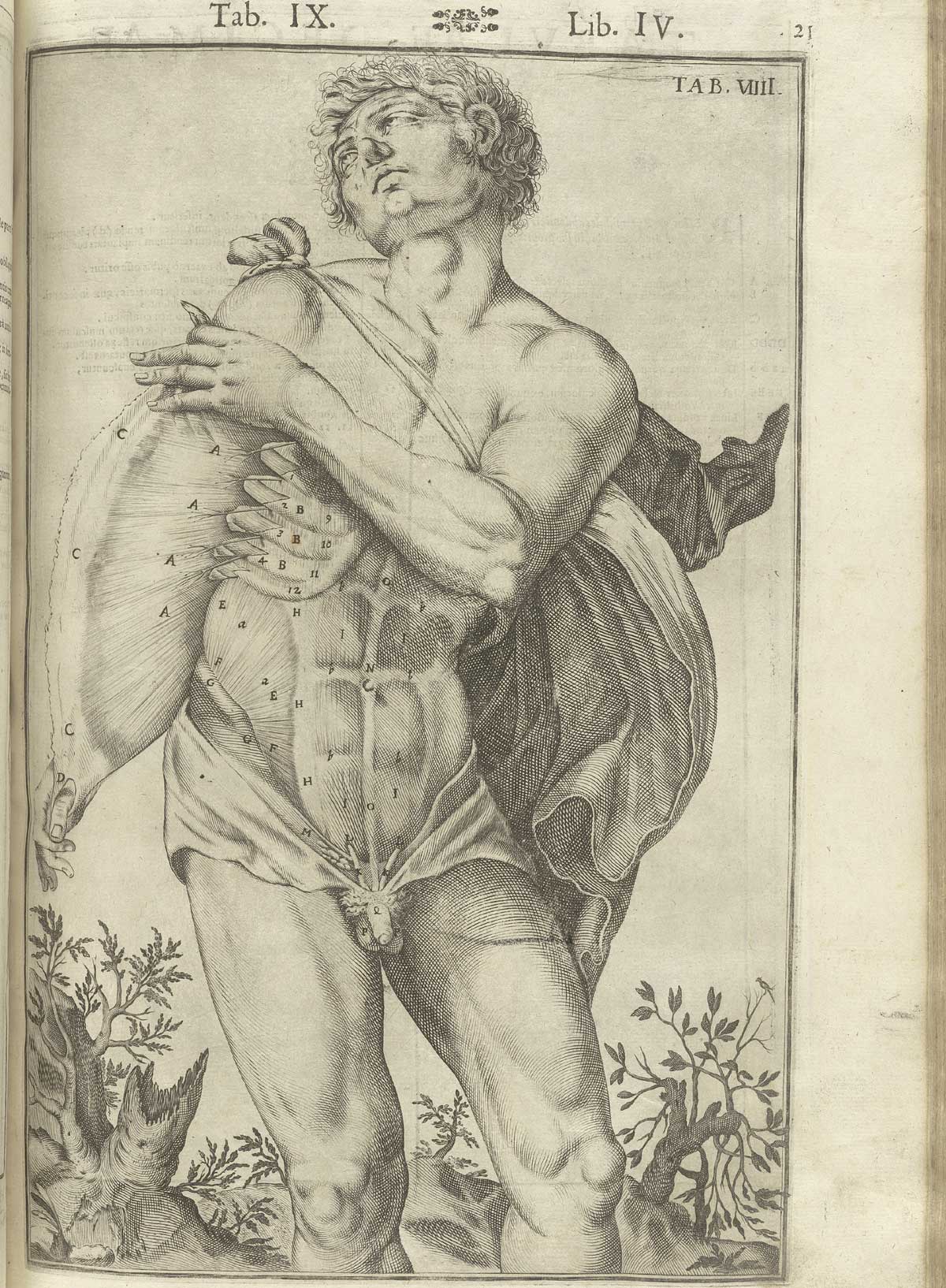 Engraving showing a nude male anatomical figure wearing a cape in a pastoral setting facing forward and to the left with flayed abdomen revealing musculature beneath; the figure’s right and left hands pulling open the fascia from his chest in a provocative fashion; from Adriaan van de Spiegel and Giulio Cassieri’s De humani corporis fabrica libri decem, Venice, 1627, NLM call no. WZ 250 S755dh 1627.