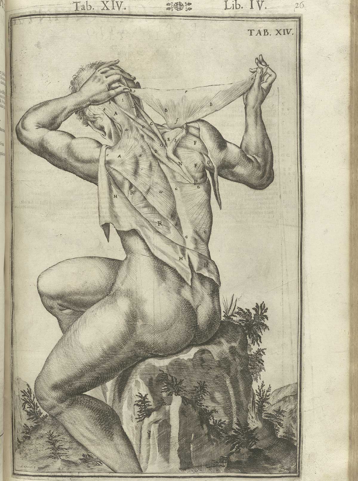 Engraving showing a nude male anatomical figure in a pastoral setting sitting on a tree stump with his back to the viewer, holding up the ends of his right deltoid muscle in his hands, with the rest of his skin pulled away from his back revealing other musculature; from Adriaan van de Spiegel and Giulio Cassieri’s De humani corporis fabrica libri decem, Venice, 1627, NLM call no. WZ 250 S755dh 1627.