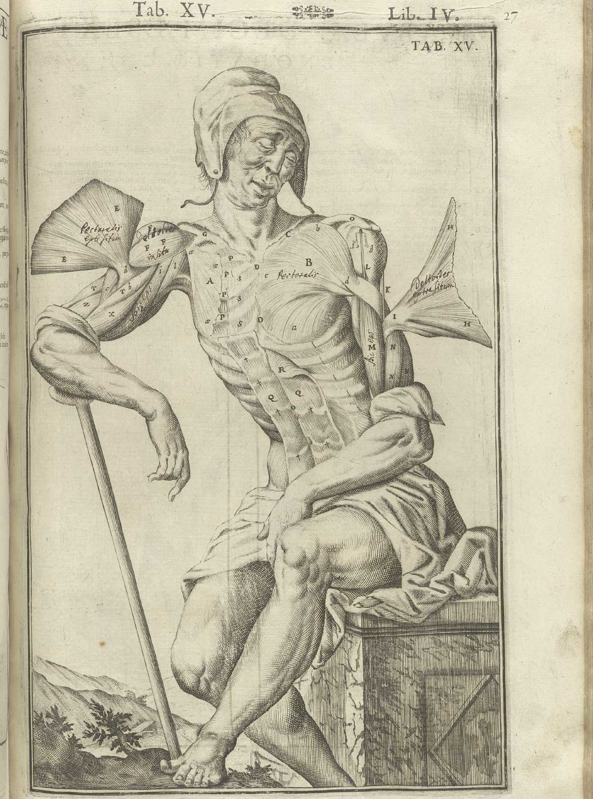 Engraving showing a facing nude male anatomical figure wearing a kerchief  in a pastoral setting sitting on stone pediment leaning on a cane with his right arm, with his right deltoid and left pectoral muscles outstretched to resemble wings, with the rest of his skin pulled away from his torso and abdomen revealing other musculature; from Adriaan van de Spiegel and Giulio Cassieri’s De humani corporis fabrica libri decem, Venice, 1627, NLM call no. WZ 250 S755dh 1627.