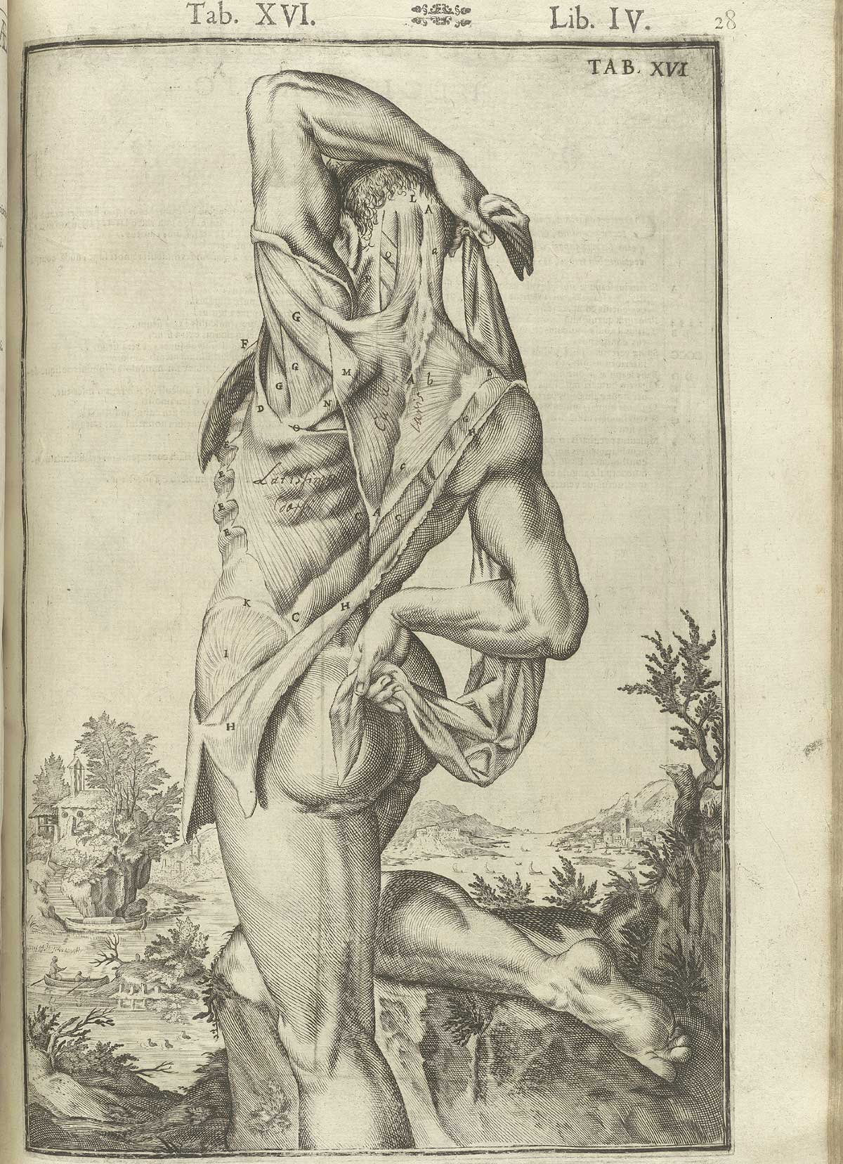 Engraving showing a nude male anatomical figure in a pastoral setting standing with his back to the viewer especially revealing the deltoids, trapezius, and latissimus dorsi muscles, with his left hand up over his head and his right behind the small of his back holding the ends of a sheet in a provocative fashion, with the rest of his skin pulled away from his back revealing other musculature; from Adriaan van de Spiegel and Giulio Cassieri’s De humani corporis fabrica libri decem, Venice, 1627, NLM call no. WZ 250 S755dh 1627.