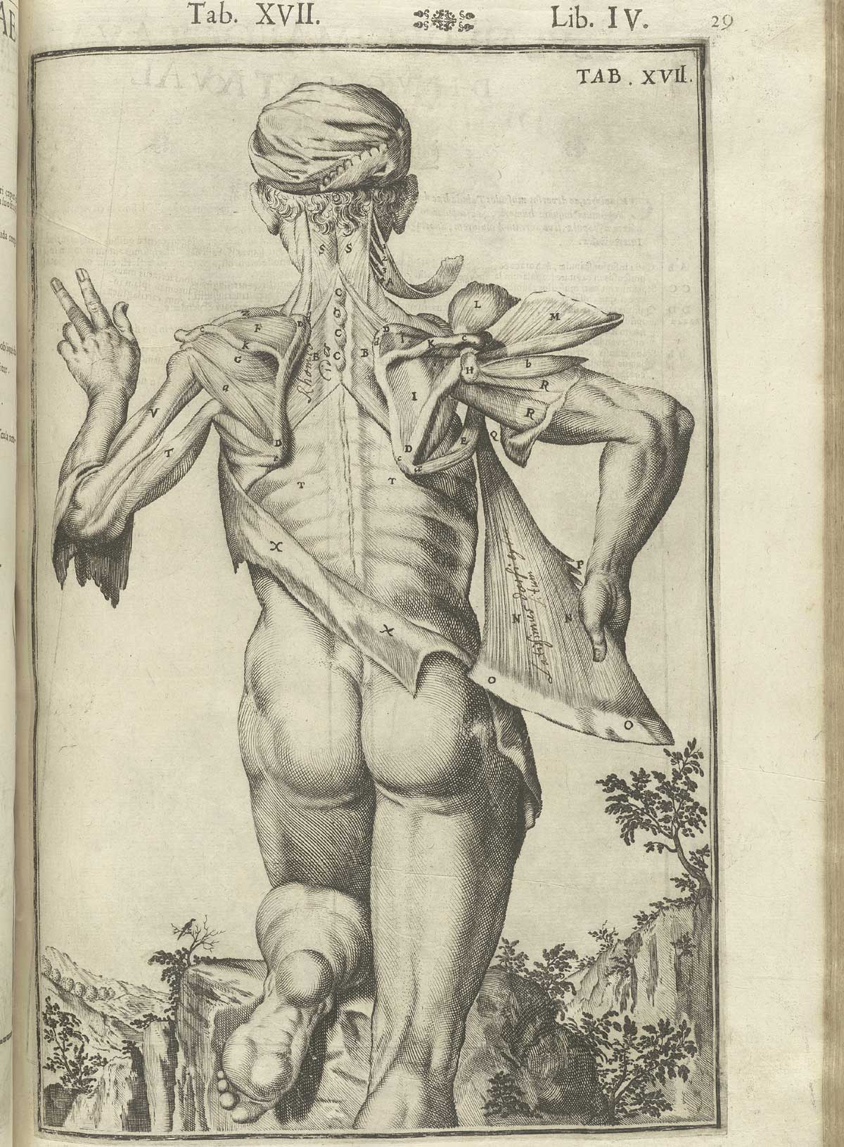 Engraving showing a nude male anatomical figure in a pastoral setting standing with his back to the viewer especially revealing the deltoids, trapezius, and latissimus dorsi muscles, with the rest of his skin pulled away from his back revealing other musculature; from Adriaan van de Spiegel and Giulio Cassieri’s De humani corporis fabrica libri decem, Venice, 1627, NLM call no. WZ 250 S755dh 1627.