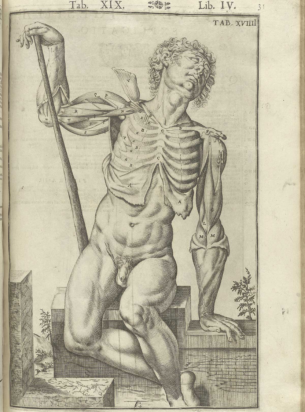 Engraving showing a facing nude male anatomical figure in a pastoral setting sitting on stone pediment leaning on a cane with his right arm, with his ribcage, biceps, and triceps exposed in detail, with the rest of his skin pulled away from his torso revealing other musculature; from Adriaan van de Spiegel and Giulio Cassieri’s De humani corporis fabrica libri decem, Venice, 1627, NLM call no. WZ 250 S755dh 1627.
