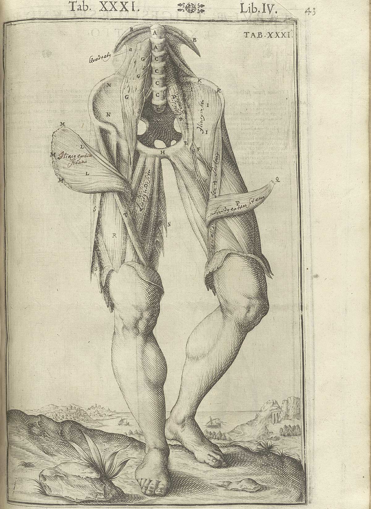 Engraving showing the lower spine and upper leg muscles of a disembodied subject “facing” toward the viewer in a pastoral setting; the quadriceps femoris and adductor muscles are especially featured, flapping away from the legs; from Adriaan van de Spiegel and Giulio Cassieri’s De humani corporis fabrica libri decem, Venice, 1627, NLM call no. WZ 250 S755dh 1627.