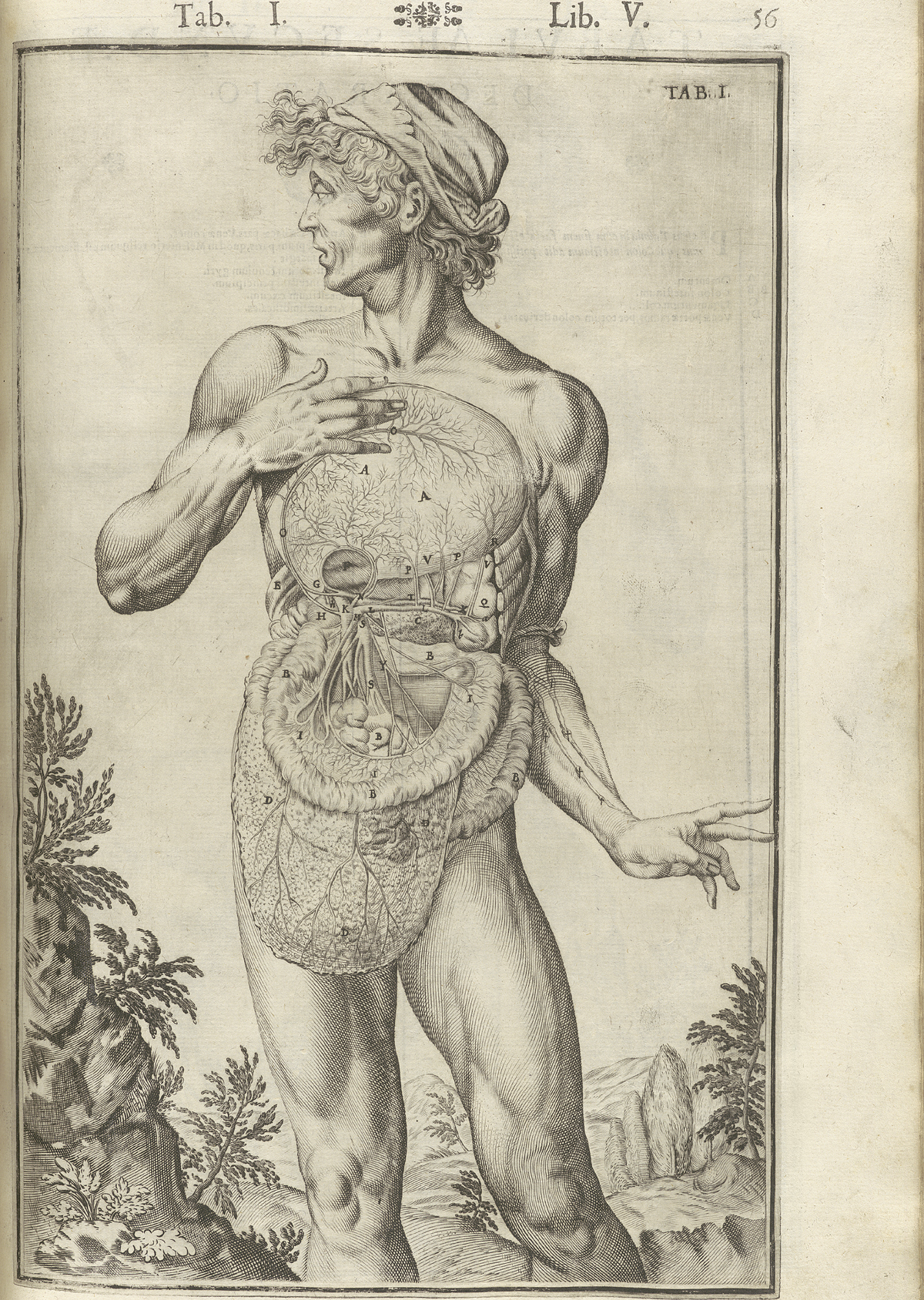 Engraving showing a frontal view of a standing nude male anatomical figure with face turned to the left in a pastoral setting, with his abdomen cut open showing the liver, peritoneum, intestines, stomach, and pancreas exposed in detail; from Adriaan van de Spiegel and Giulio Cassieri’s De humani corporis fabrica libri decem, Venice, 1627, NLM call no. WZ 250 S755dh 1627.