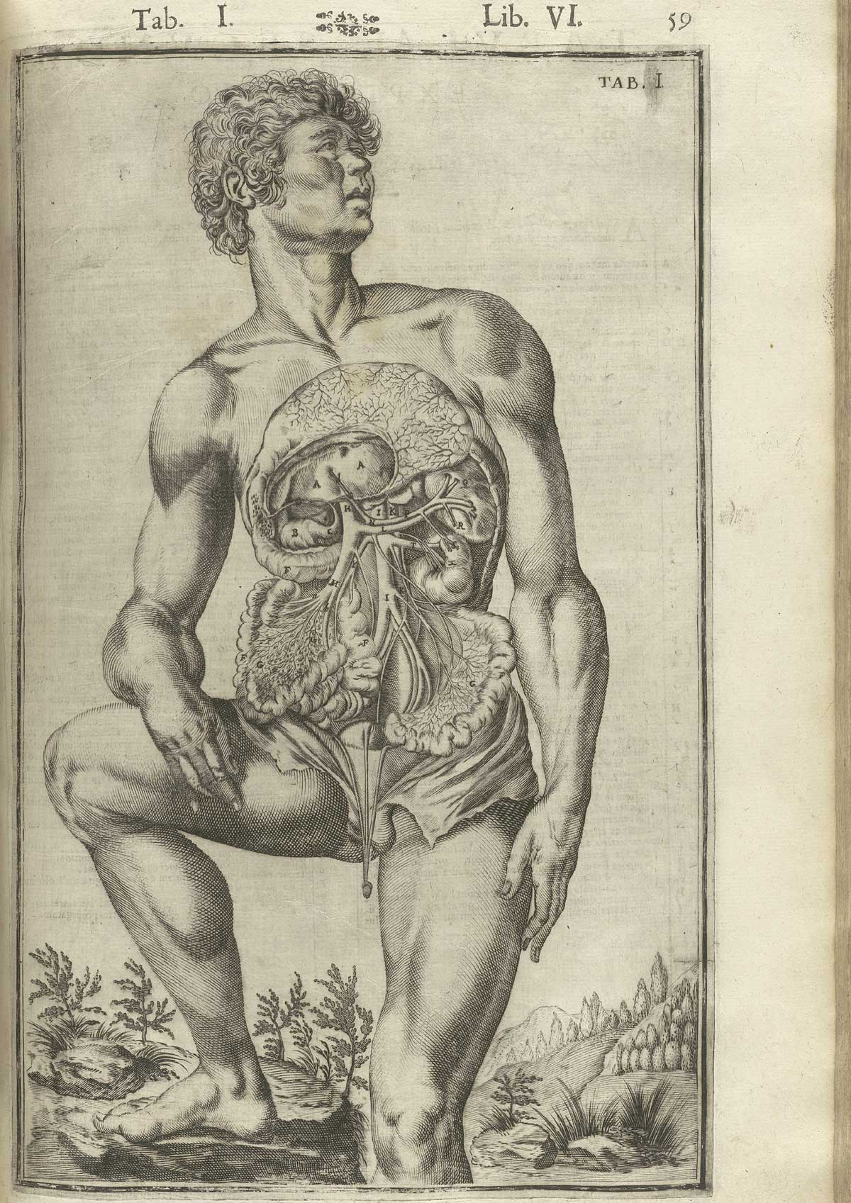 Engraving showing a frontal view of a standing nude male anatomical figure with right foot raised on a tree stump with face turned to the right in a pastoral setting, with his abdomen cut open showing internal organs including the peritoneum, liver, kidneys, spleen, bladder, and intestines exposed in detail; from Adriaan van de Spiegel and Giulio Cassieri’s De humani corporis fabrica libri decem, Venice, 1627, NLM call no. WZ 250 S755dh 1627.