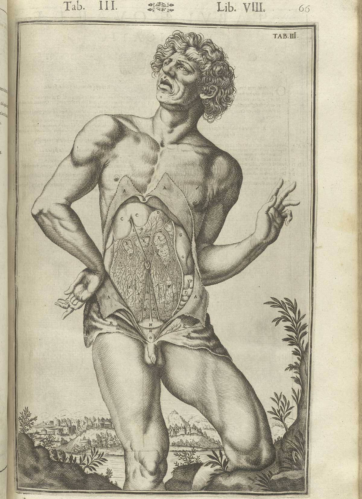 Engraving showing a facing view of a standing nude male anatomical figure with face turned to the left in a pastoral setting, with his abdomen cut open showing the peritoneum, navel, intestines, and bladder exposed in detail; from Adriaan van de Spiegel and Giulio Cassieri’s De humani corporis fabrica libri decem, Venice, 1627, NLM call no. WZ 250 S755dh 1627.
