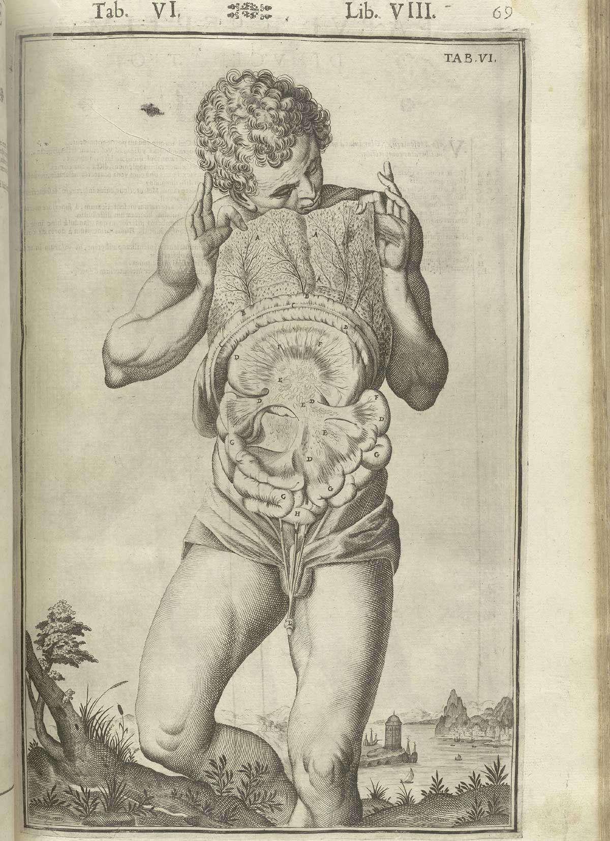 Engraving showing a facing view of a standing nude male anatomical figure in a pastoral setting holding up the skin of his opened abdomen showing the peritoneum and intestines exposed in detail; from Adriaan van de Spiegel and Giulio Cassieri’s De humani corporis fabrica libri decem, Venice, 1627, NLM call no. WZ 250 S755dh 1627.