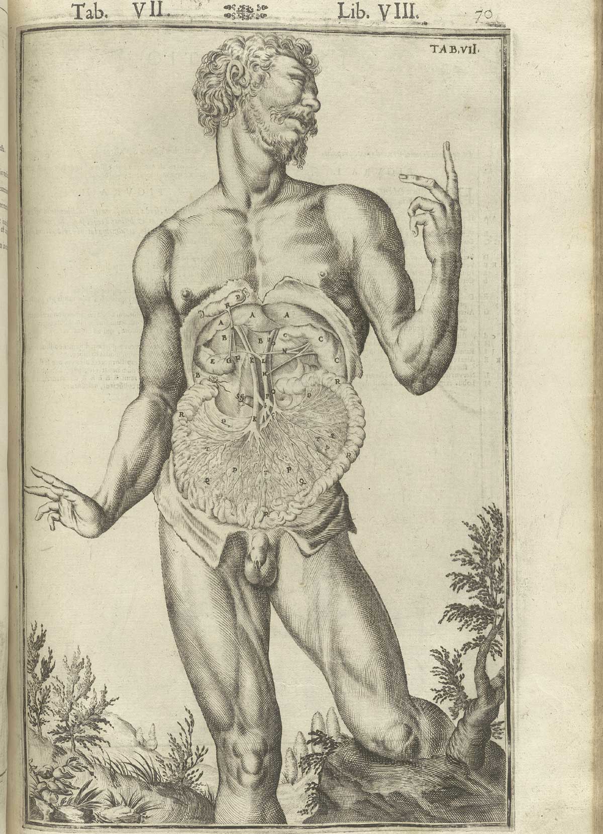 Engraving showing a facing view of a standing bearded nude male anatomical figure with face turned to the right in a pastoral setting, with his abdomen cut open showing the peritoneum, intestines, liver, and associated circulatory system, with left hand pointing skyward exposed in detail; from Adriaan van de Spiegel and Giulio Cassieri’s De humani corporis fabrica libri decem, Venice, 1627, NLM call no. WZ 250 S755dh 1627.