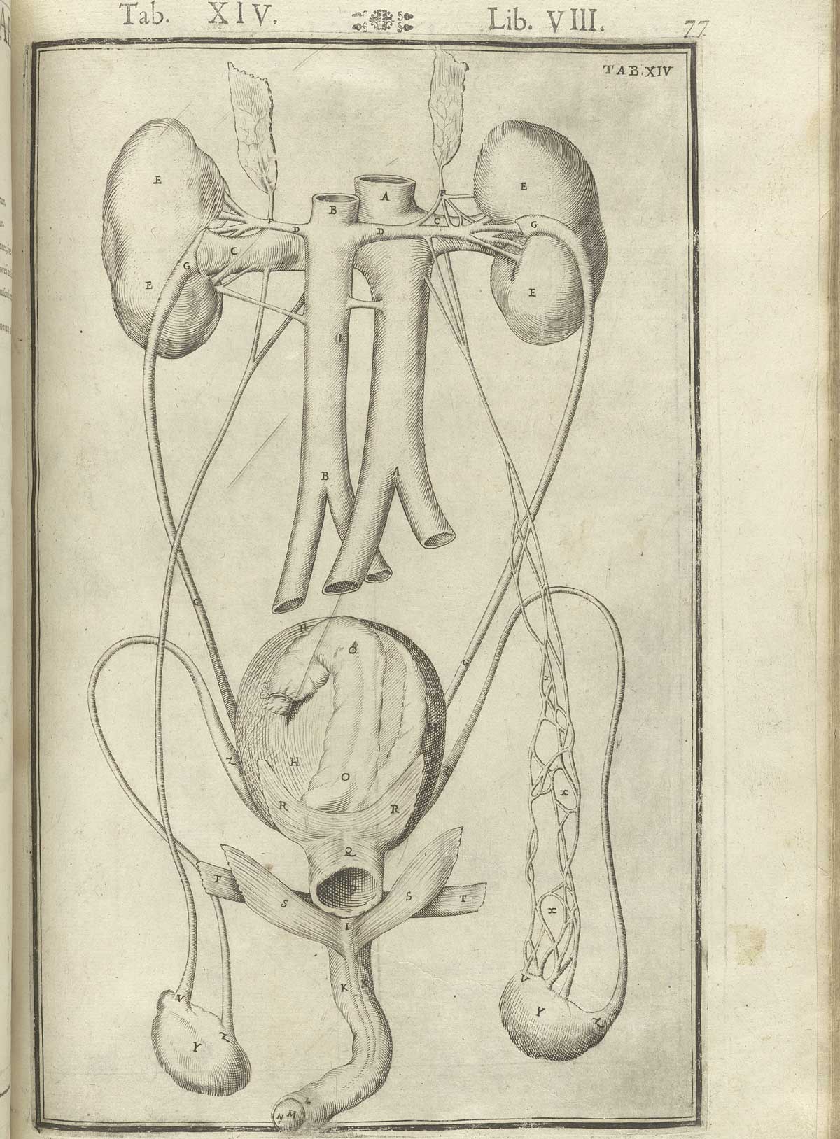 Engraving of the disembodied male renal and reproductive systems, with kidneys at top and ureters descending to bladder, urethra, and testicles, from Adriaan van de Spiegel and Giulio Cassieri’s De humani corporis fabrica libri decem, Venice, 1627, NLM call no. WZ 250 S755dh 1627.