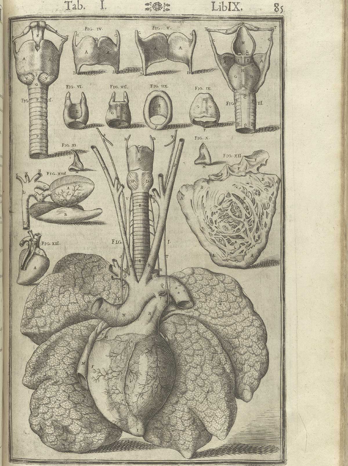 Engraving of the respiratory and cardiac systems, consisting of a set of lungs and a heart at the bottom of the image surrounded by views of the trachea, the heart, and the hyoid bone; from Adriaan van de Spiegel and Giulio Cassieri’s De humani corporis fabrica libri decem, Venice, 1627, NLM call no. WZ 250 S755dh 1627.