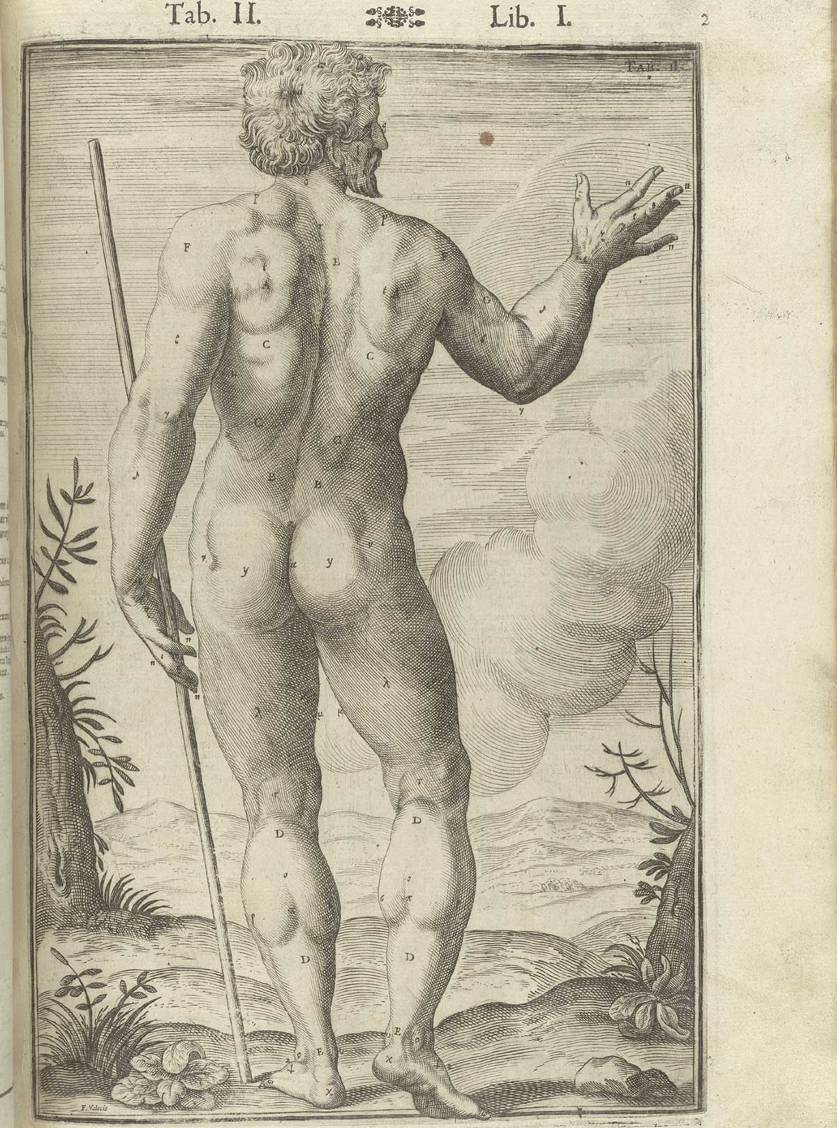 Engraving of a nude male anatomical figure with his back to the viewer in a pastoral setting with a staff in his left hand and a his right hand uplifted pointing to the sky, from Adriaan van de Spiegel and Giulio Cassieri’s De humani corporis fabrica libri decem, Venice, 1627, NLM call no. WZ 250 S755dh 1627.